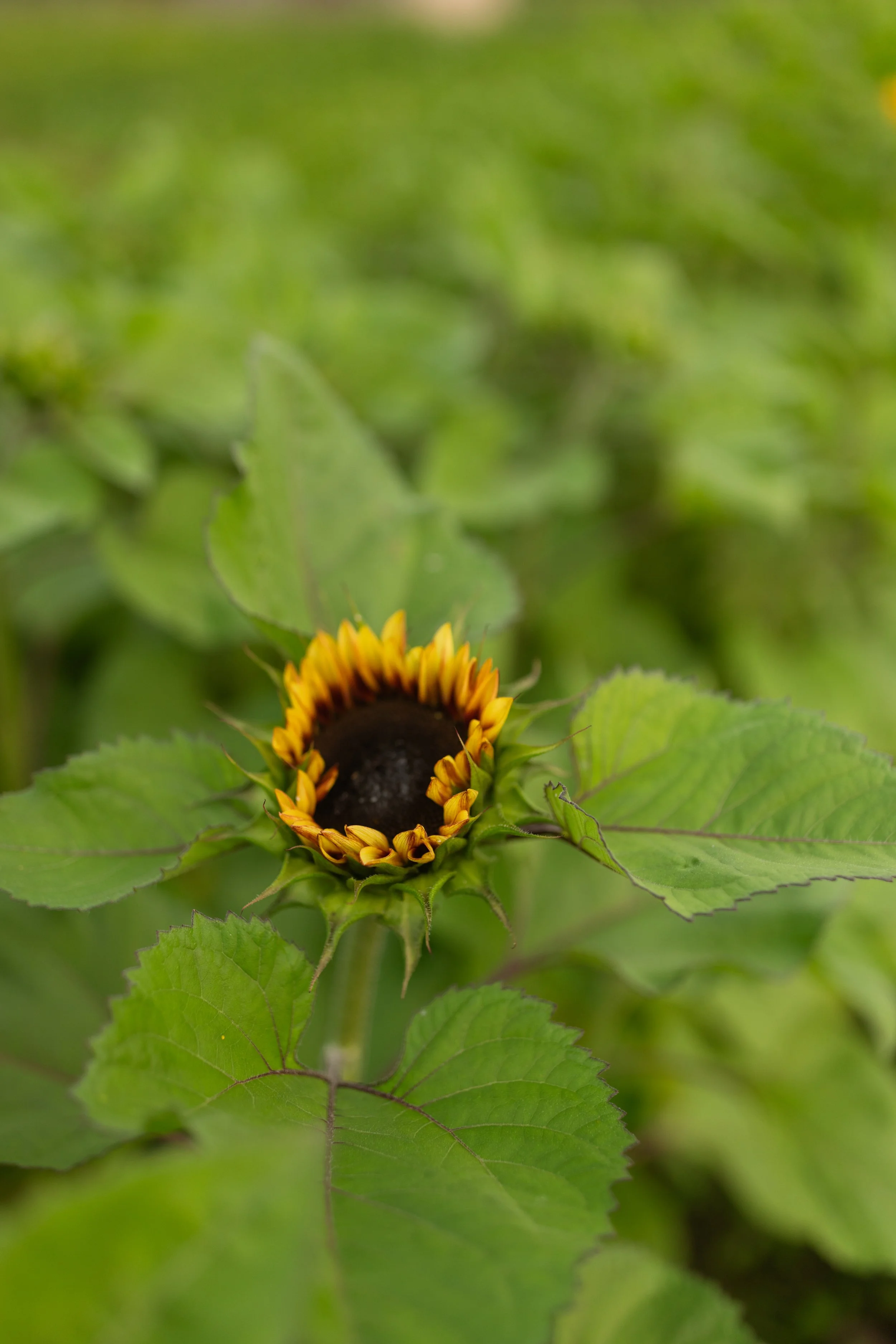 ccboylephotography-59.jpg