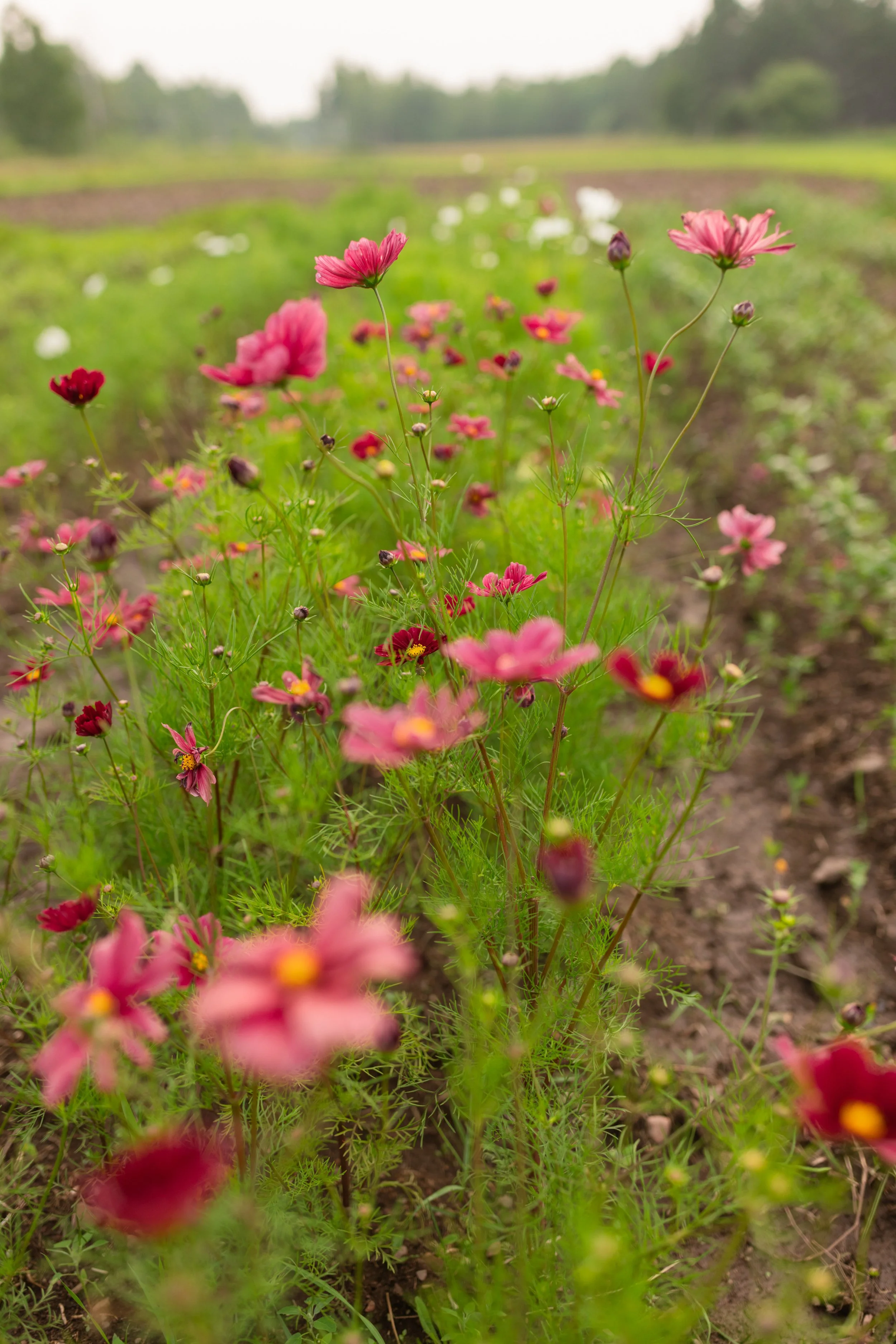 ccboylephotography-42.jpg