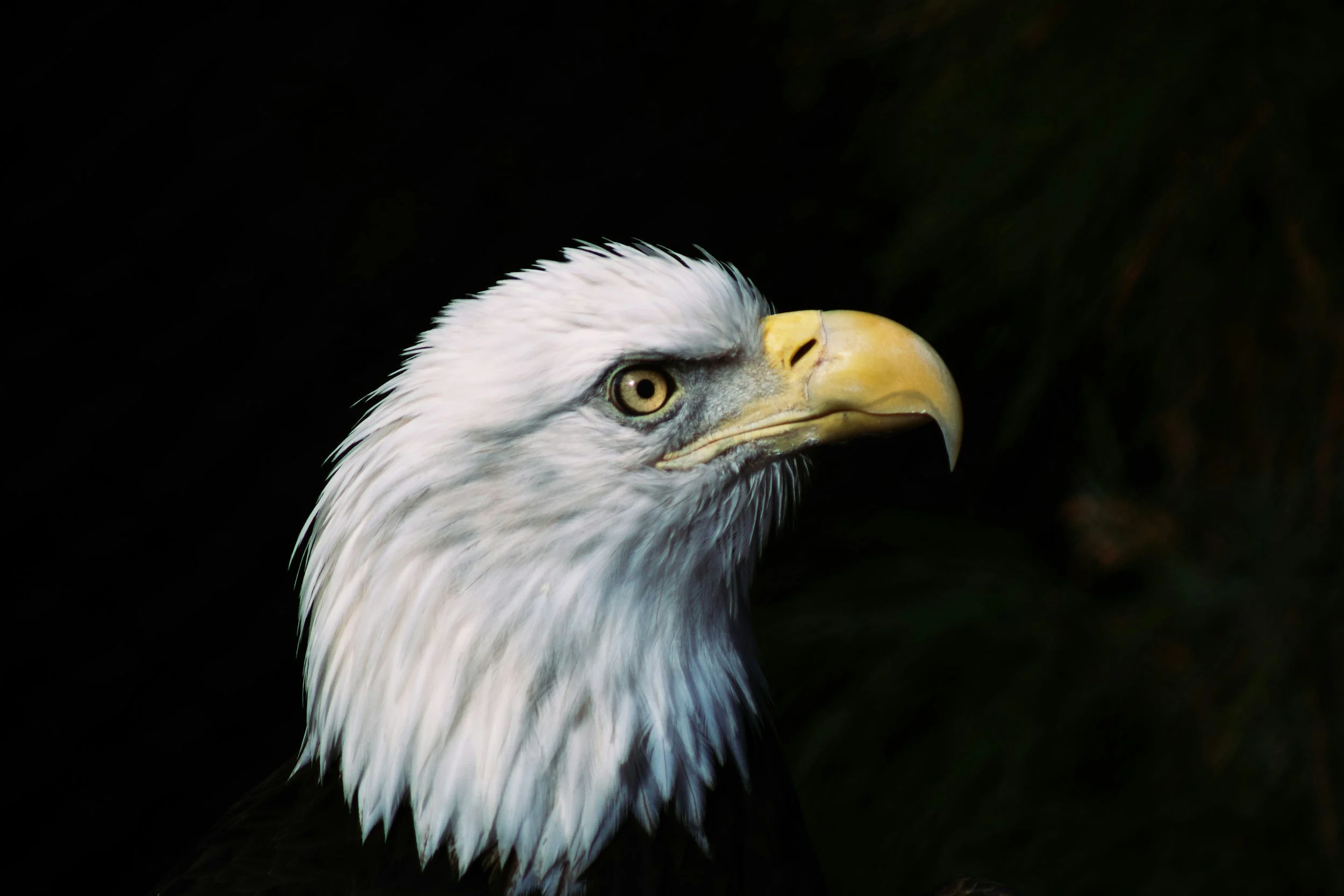 Close-up of a bald eagle's head against a dark background, showing white feathers, yellow beak, and piercing eye.