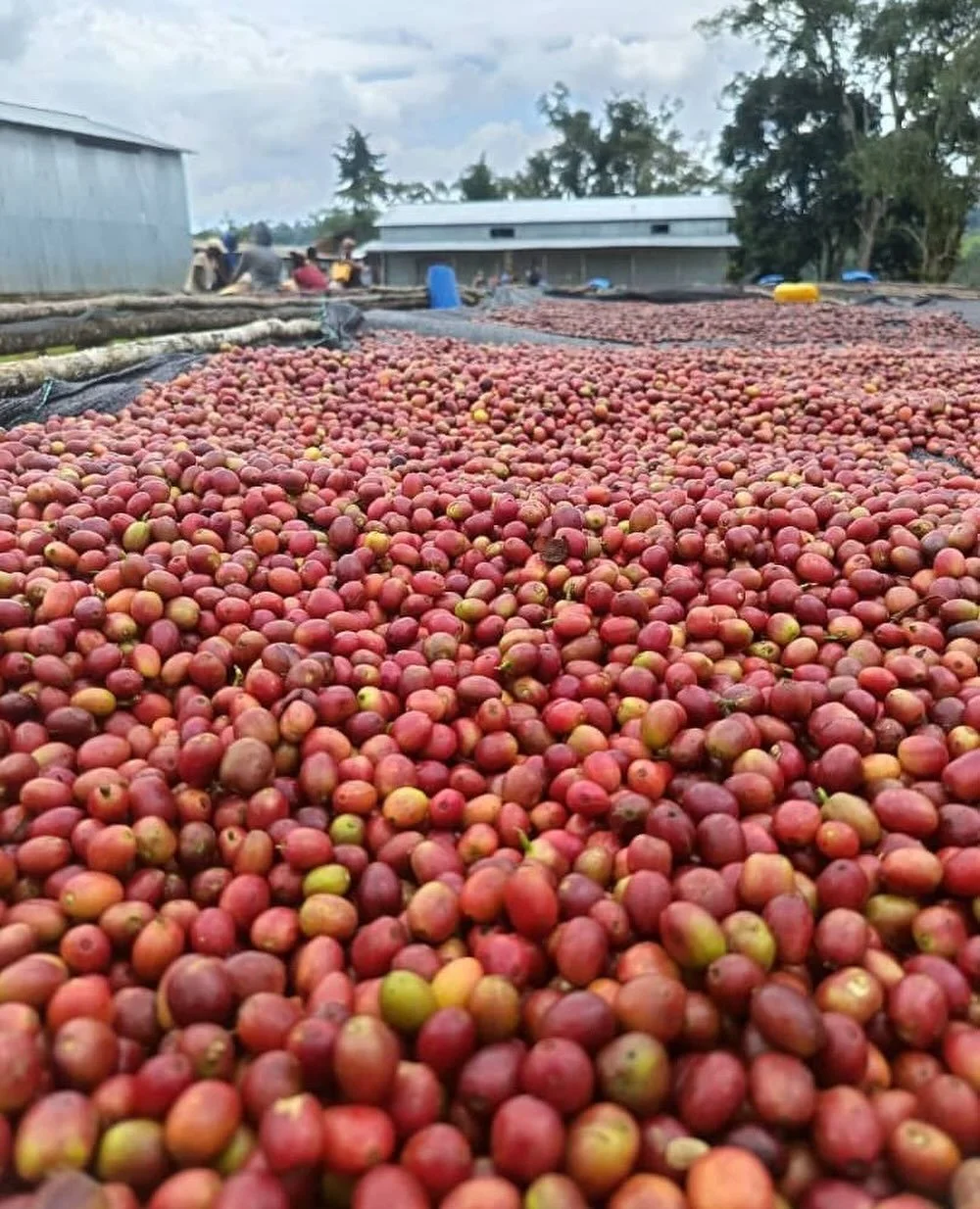 Early cherries at Dehab Mesfin Bitewlign's farm in the Kaffa zone, Gimbo woreda, Tulla kebele, drying in the sun. @coffeedahab⁠ ⁠

As the 2024/2025 Ethiopia harvest is landing in the US, the 2025/2026 cherries are just coming off the trees in Kaffa.⁠
