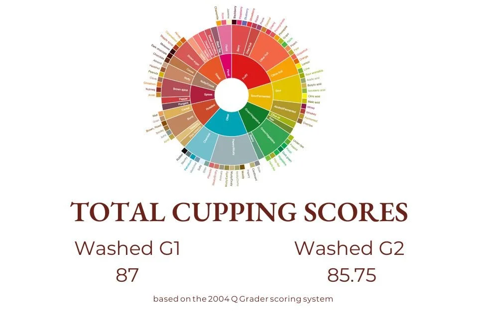 Mehbubas Washed G1 G2 .jpg