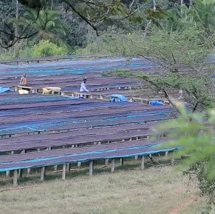 ethiopia-green-coffee kafa-dehab-mesfin-1.jpeg