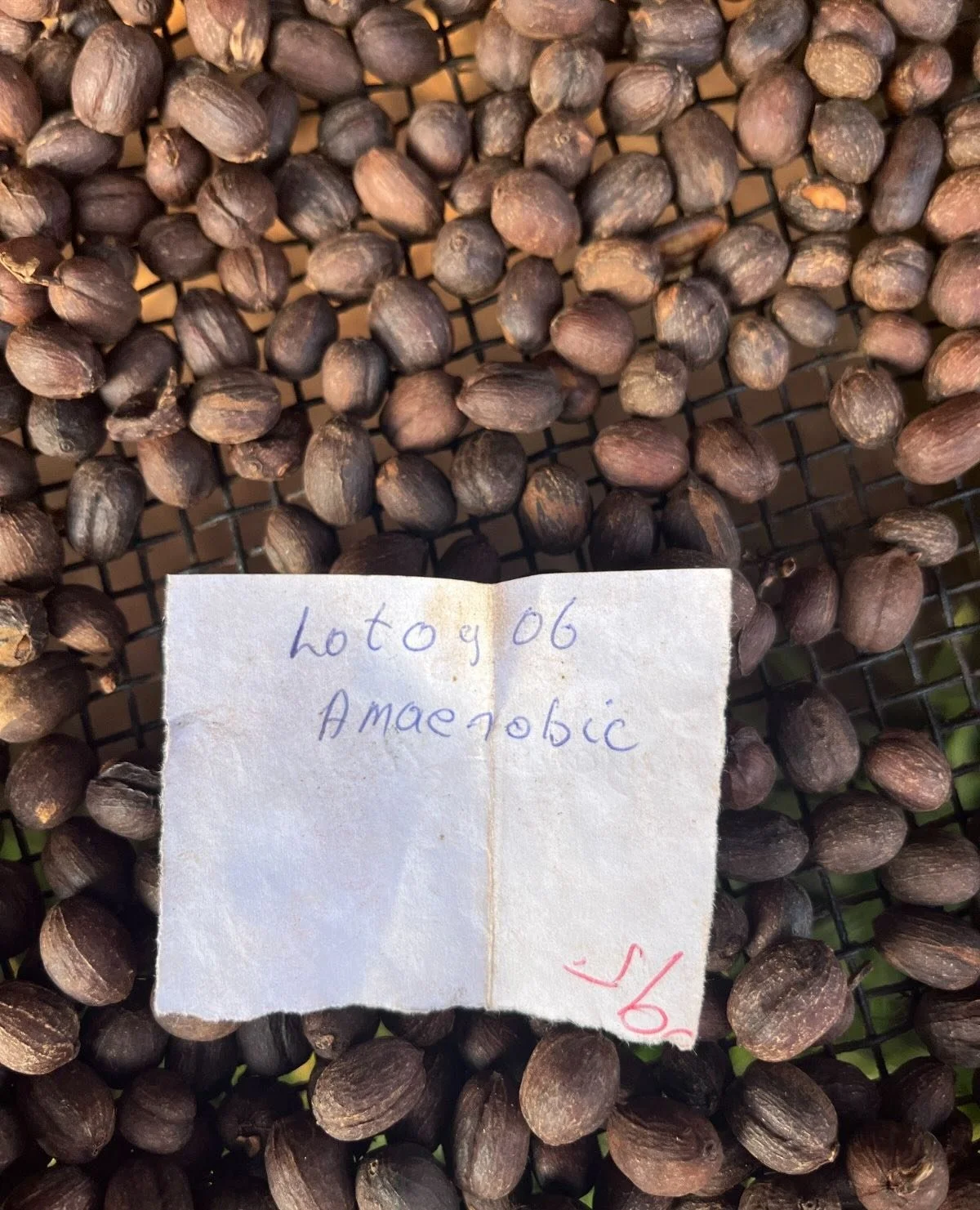 Artisan has worked with our farmer-partners to bring you a broad array of quality, women-grown special process coffees from both Rwanda and Ethiopia!⁠
⁠
Currently available for sampling include:⁠
⁠
From Ethiopia:⁠
⁠
Mehbuba's Guji Uraga Anaerobic (wo