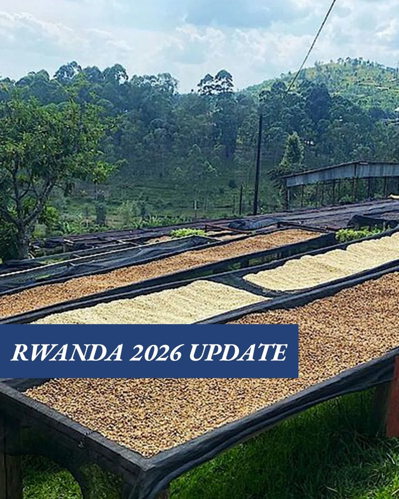 There will be a ying-yang theme to the 2026 season in Rwanda this year. ⁠
⁠
Yin: Cherry prices are high, which means farmers are happy.⁠
⁠
Yang: Cherry prices are high, which means the rest of the supply chain will struggle.⁠
⁠
Read our Rwanda 2026 u