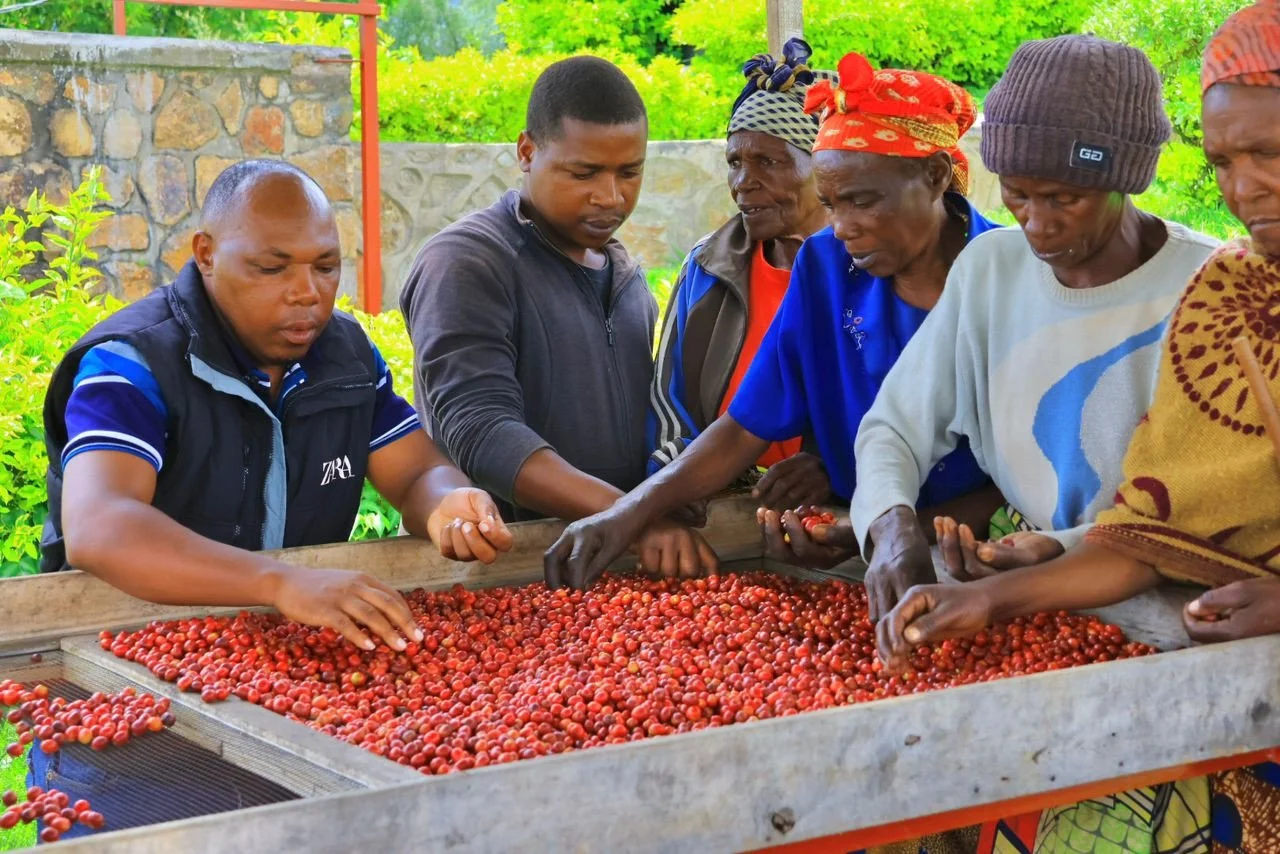 Looking for Rwandan special processes this year? We're excited to share that the Ejo Heza women of the Kopakama Cooperative are working on some special coffees!⁠
⁠
Kensaka &ldquo;Kenny&rdquo; Kage, a volunteer with Japan International Cooperation Age