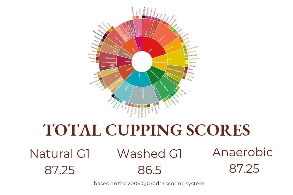 2026 Mehbubas Natural Gr 1 Washed Gr 1 Anaerobic .jpg