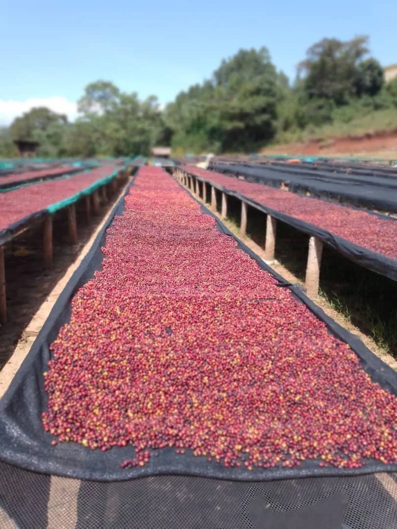 Dehab's Diamond Coffee Processing