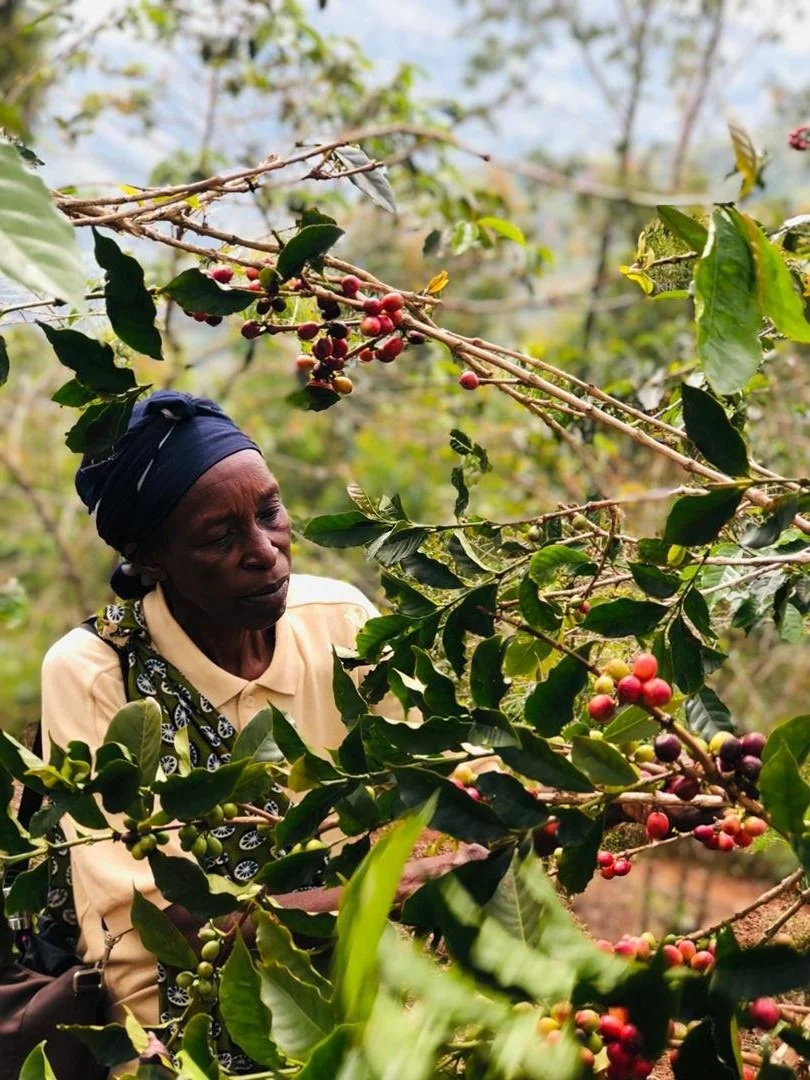 Rwanda Green Coffee — Artisan Coffee
