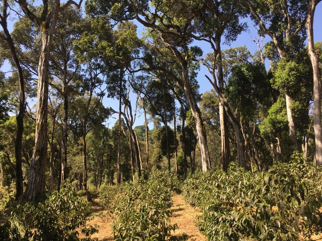 Kaffa Forest, Ethiopia