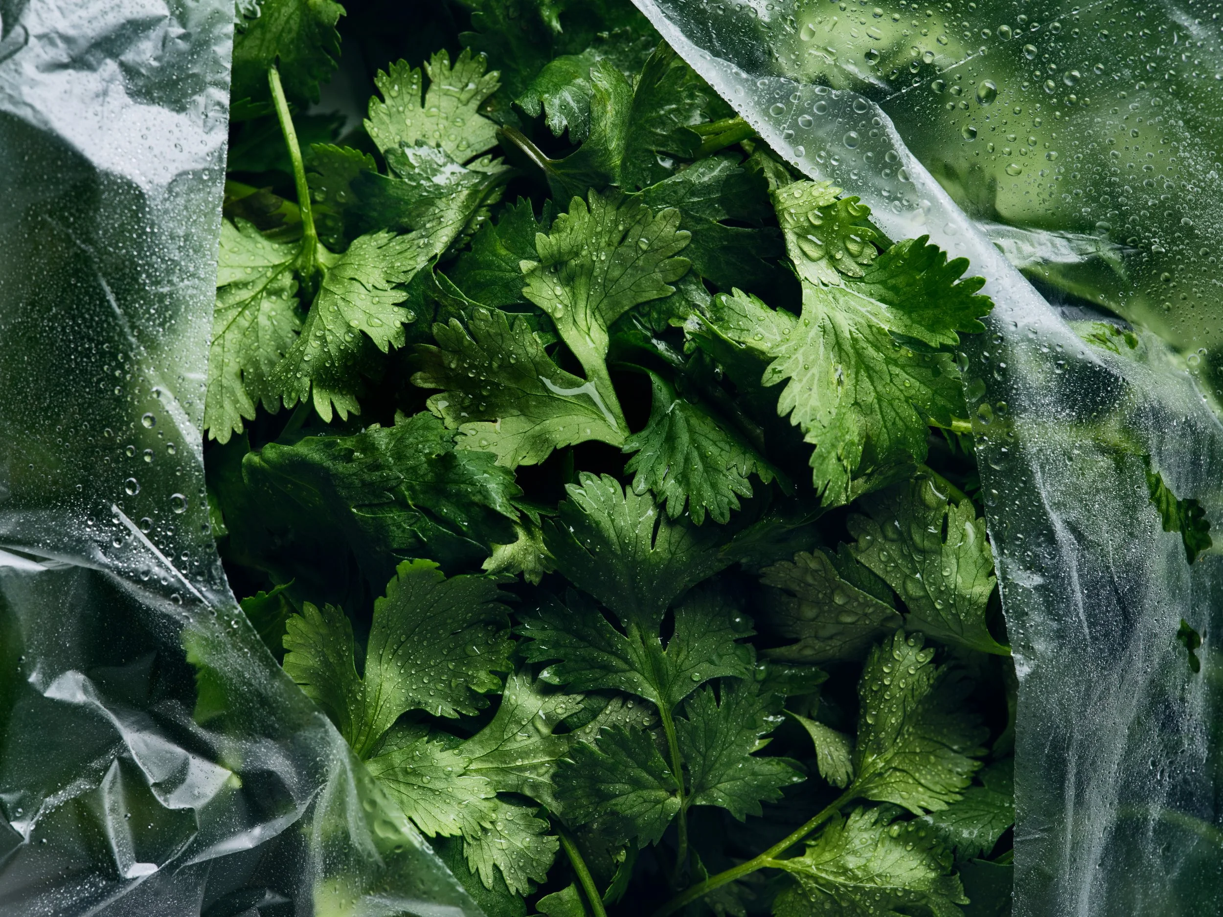 25-09 3328-07B GDH_INS CORIANDER 00838.JPG