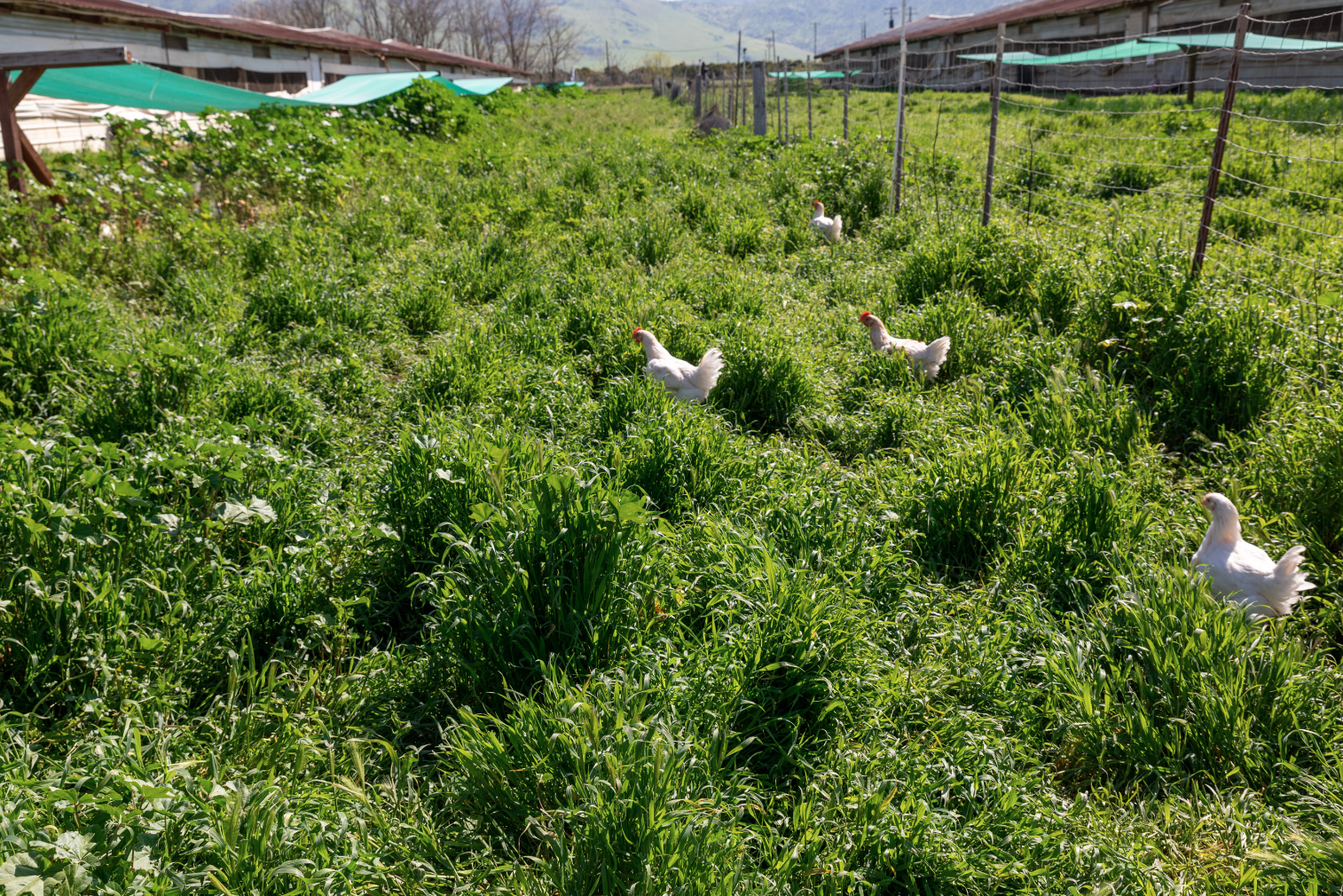 Screenshot 2025-07-08 at 9.56.12 AM.png