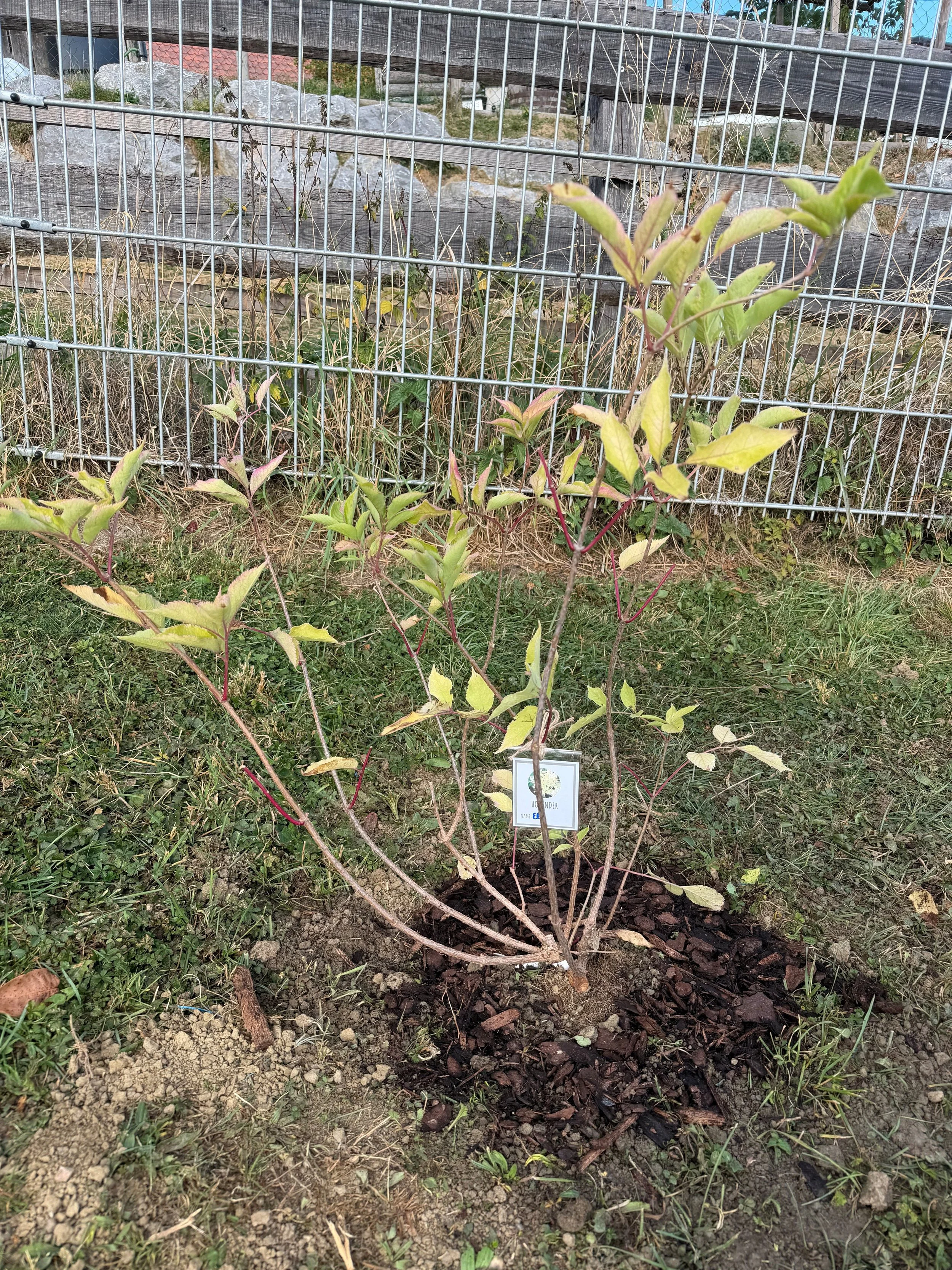 baum 4.jpg