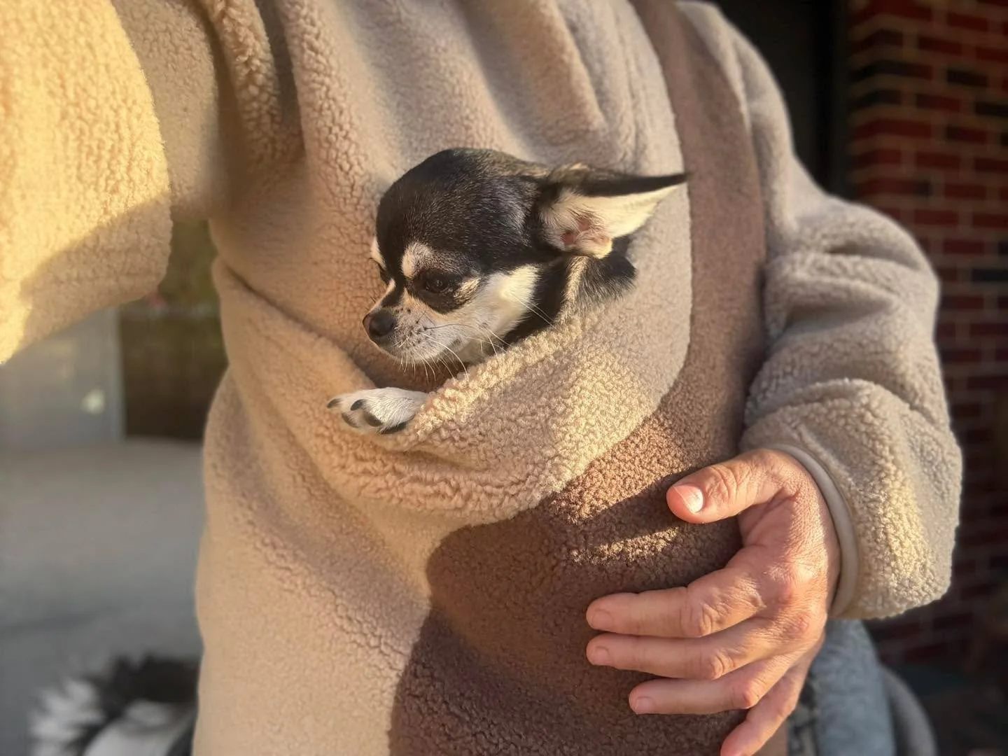 Even in summer, the mornings here still carry a cool bite in the breeze. For our morning walk, I tucked Chico into my kanga pouch jumper &mdash; and he was perfectly happy riding along, snug as a bug 🥰🐾

#SummerMornings #FarmLife #CountryLiving #Ch