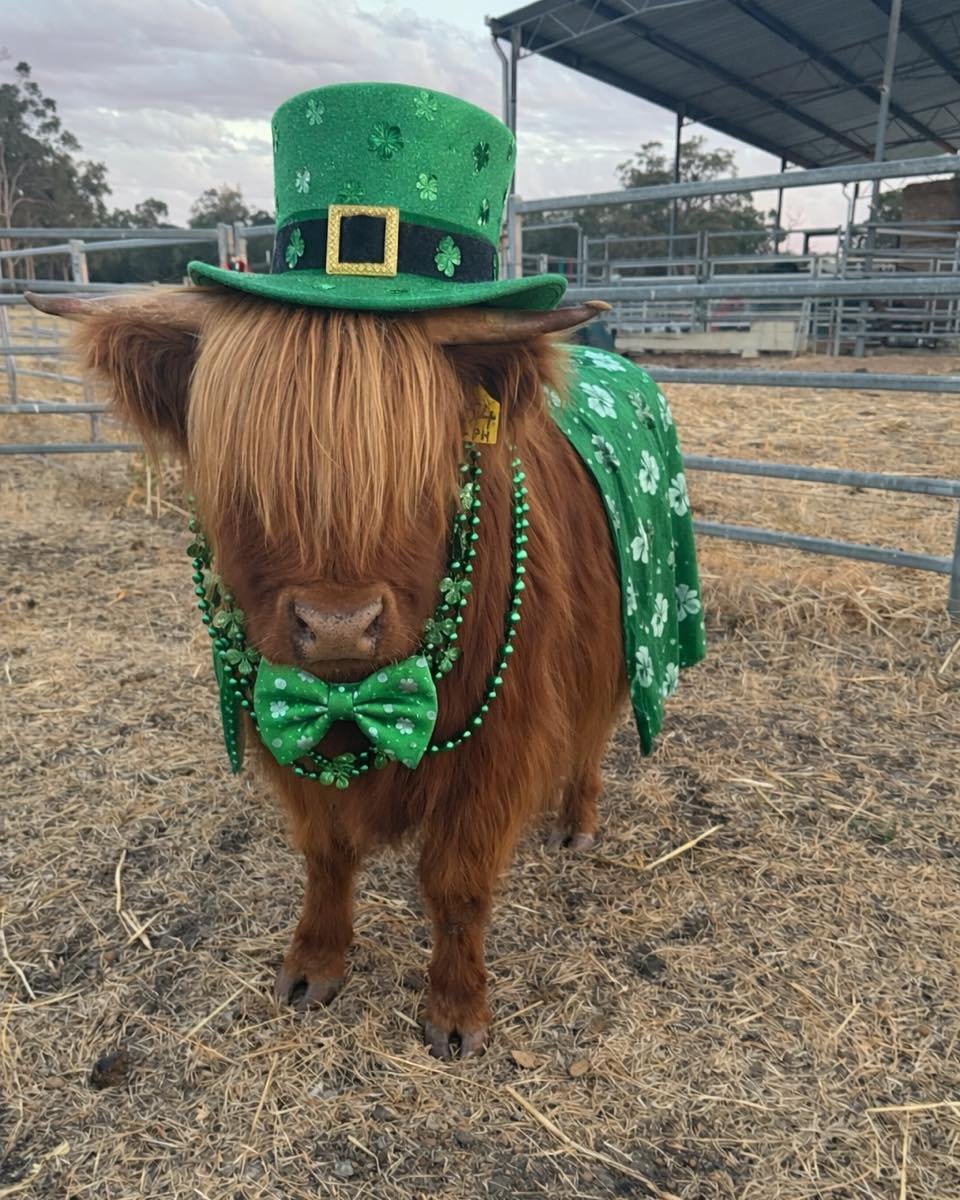 Happy st paddy&rsquo;s day from all of us at Scotchwood farm ☘️ 🇮🇪