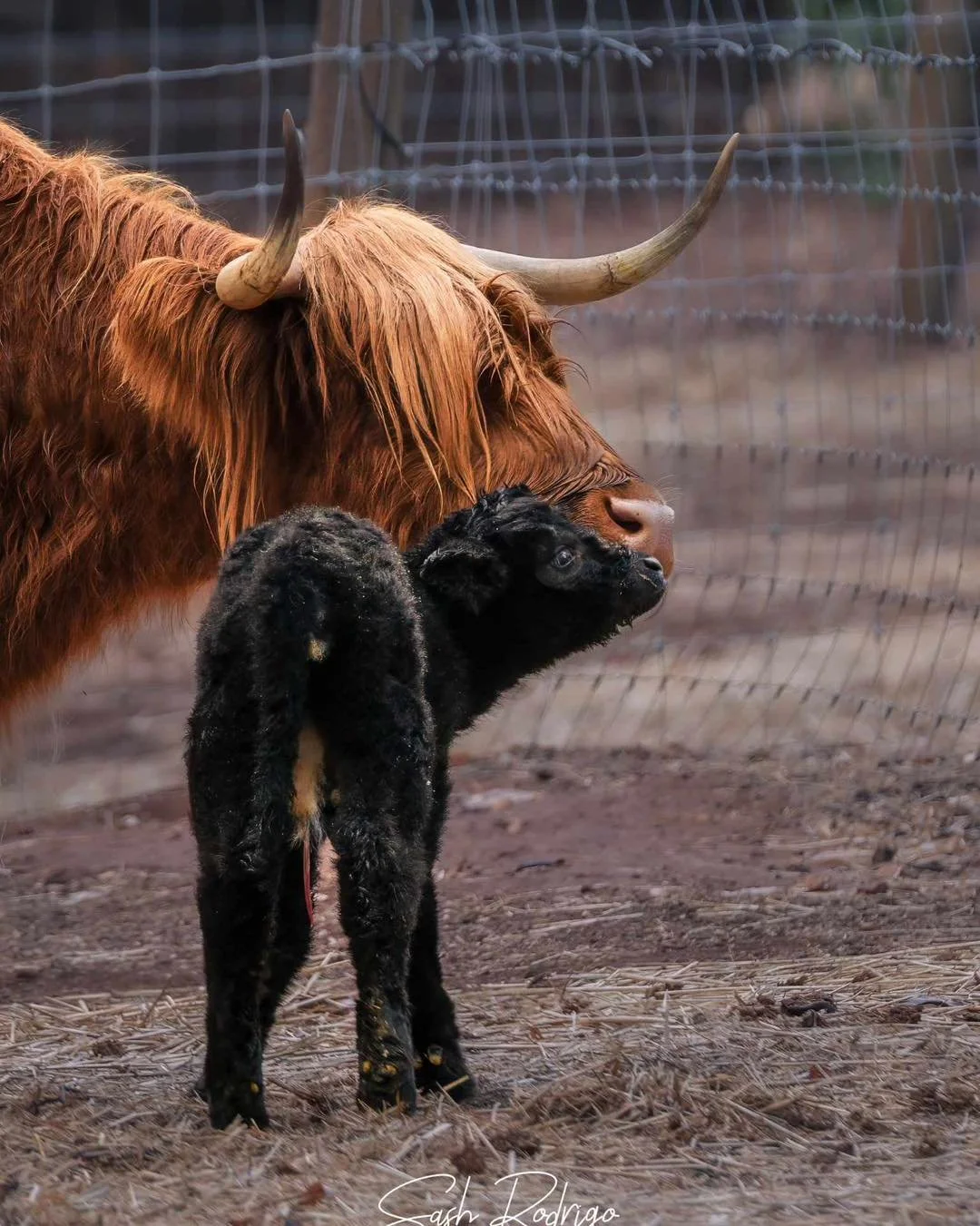 Happy 1st birthday, Com&oacute;radh, our first Scotchwood baby 🖤
Our little Black Beauty, full of sass and always first in line for food&hellip; just like me!
We love you 😘 

#highlandcattle #farmlife #scotchwoodfarm #highlandcow #birthdayvibes