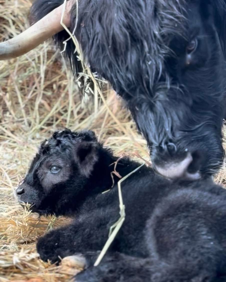 He may have arrived a day later, but he&rsquo;s been running the show ever since, cheeky, lovable, and always keeping us on our toes 🖤
A proper teenage dirtbag&hellip; may lose his 🥜 yet 🙄 

Happy 1st birthday, Jacobite 1st of Scotchwood 

 #scotc