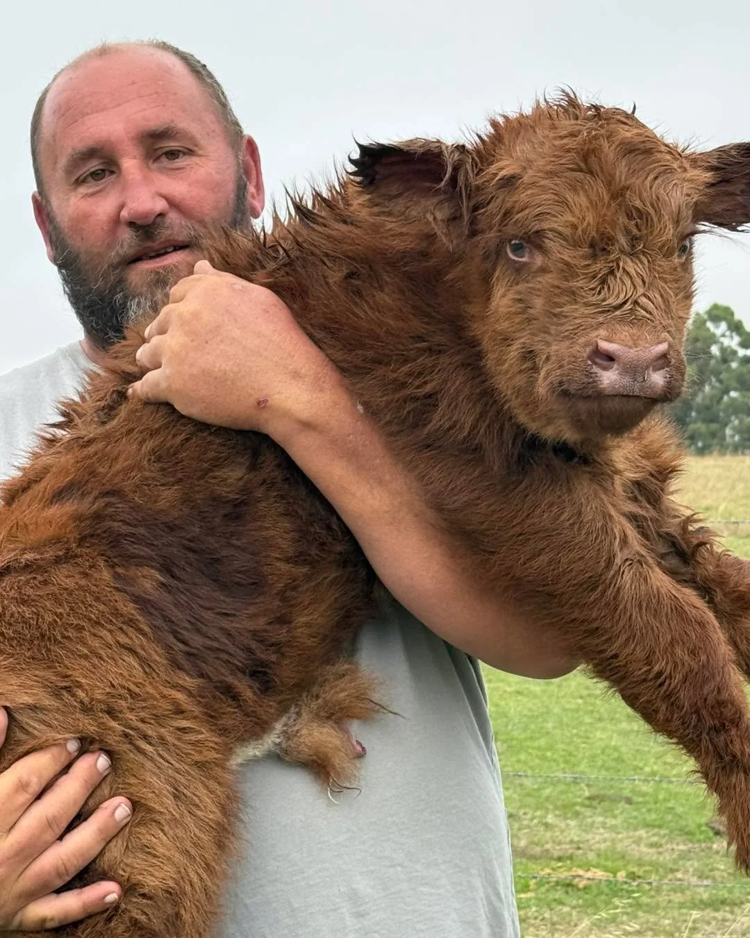 Went to check on the new kid and nearly had a full blown heart attack&hellip; little man had somehow ended up in a different paddock to mum 🤦&zwj;♀️

Safe to say this one&rsquo;s going to keep us on our toes, already causing chaos from day one!

Als