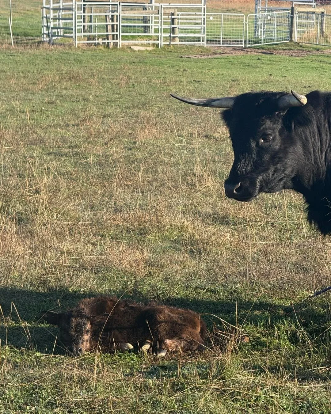 It&rsquo;s time for us to load up and head to the WA Highland breeders state show Harvey Show 

This is what I wake up too 🤦&zwj;♀️ I knew it would happen this weekend so probably better before the show than during 😂 

Mum did a good job and they a
