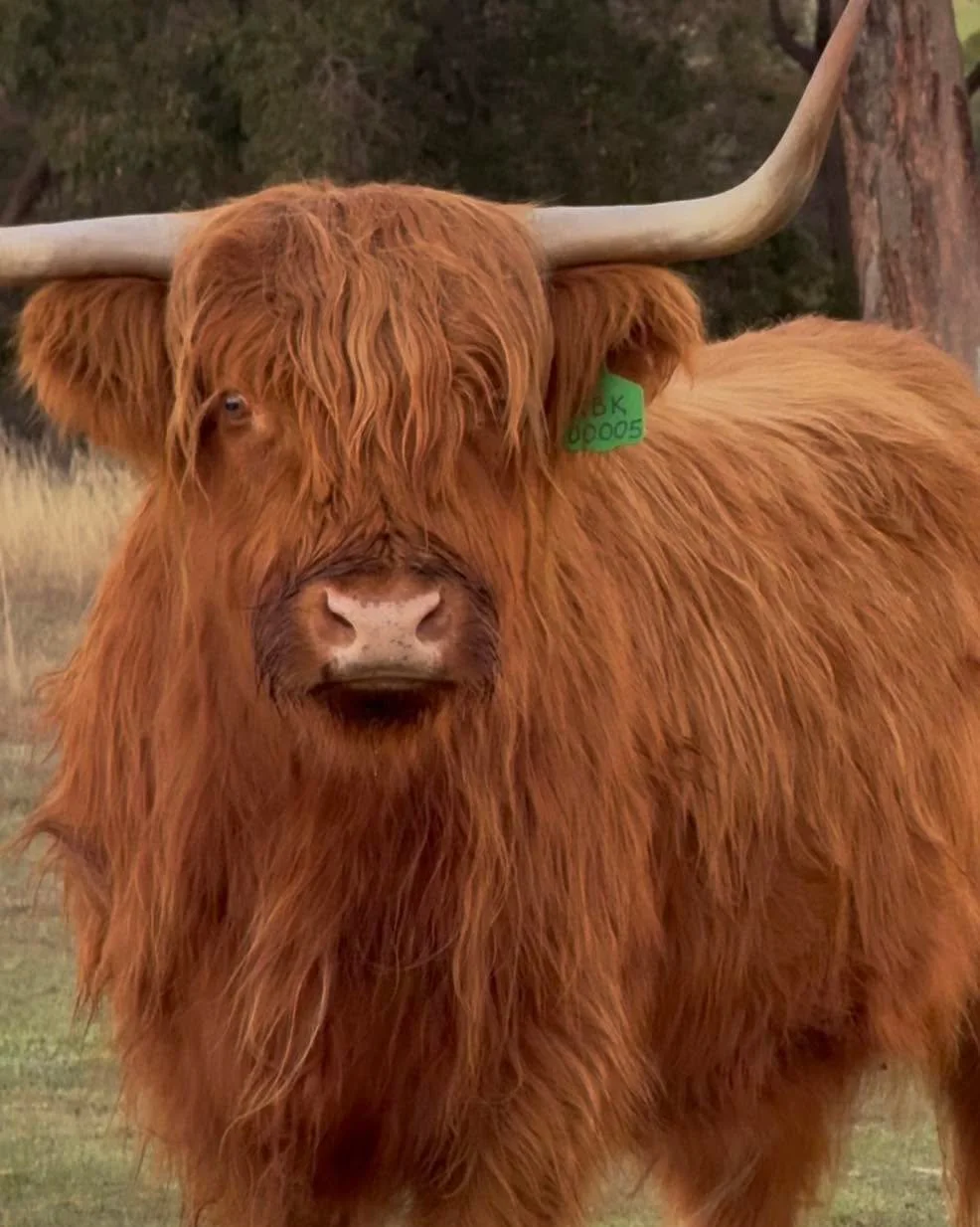 We are patiently (impatiently) waiting for this queen Rhuadh Sally of Seacrest to deliver the final calf of calving season.

I really, really, really want it to be a heifer&hellip; and after a run of three bulls, I think we&rsquo;re due 😉

#highland