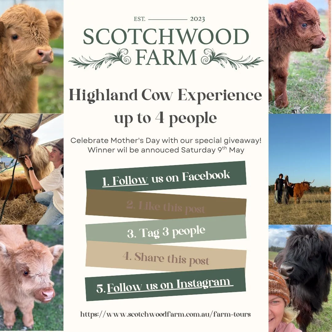 We have officially been given the green light to launch Highland cow experiences at Scotchwood farm. 

To celebrate we are giving away a gift voucher for up to 4 people.
If you are a mum and want this get sharing with your kids 😀 

We will annouce t