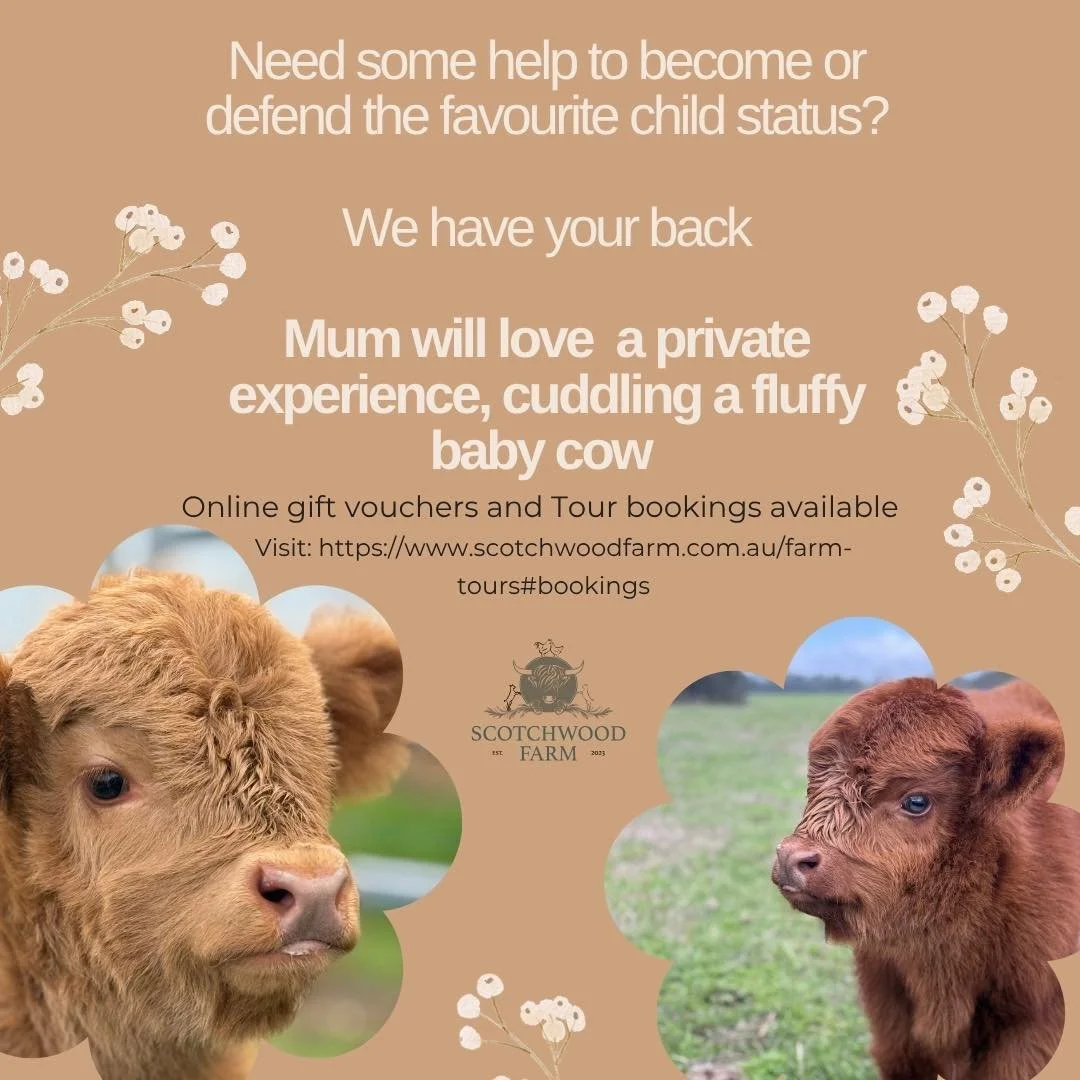Give mum the gift she will never forget!!
Gift vouchers and tour dates available now for our private Highland Cow Experiences ✨ visit us online

https://www.scotchwoodfarm.com.au/farm-tours

Because honestly&hellip; what mum wouldn&rsquo;t want to cu