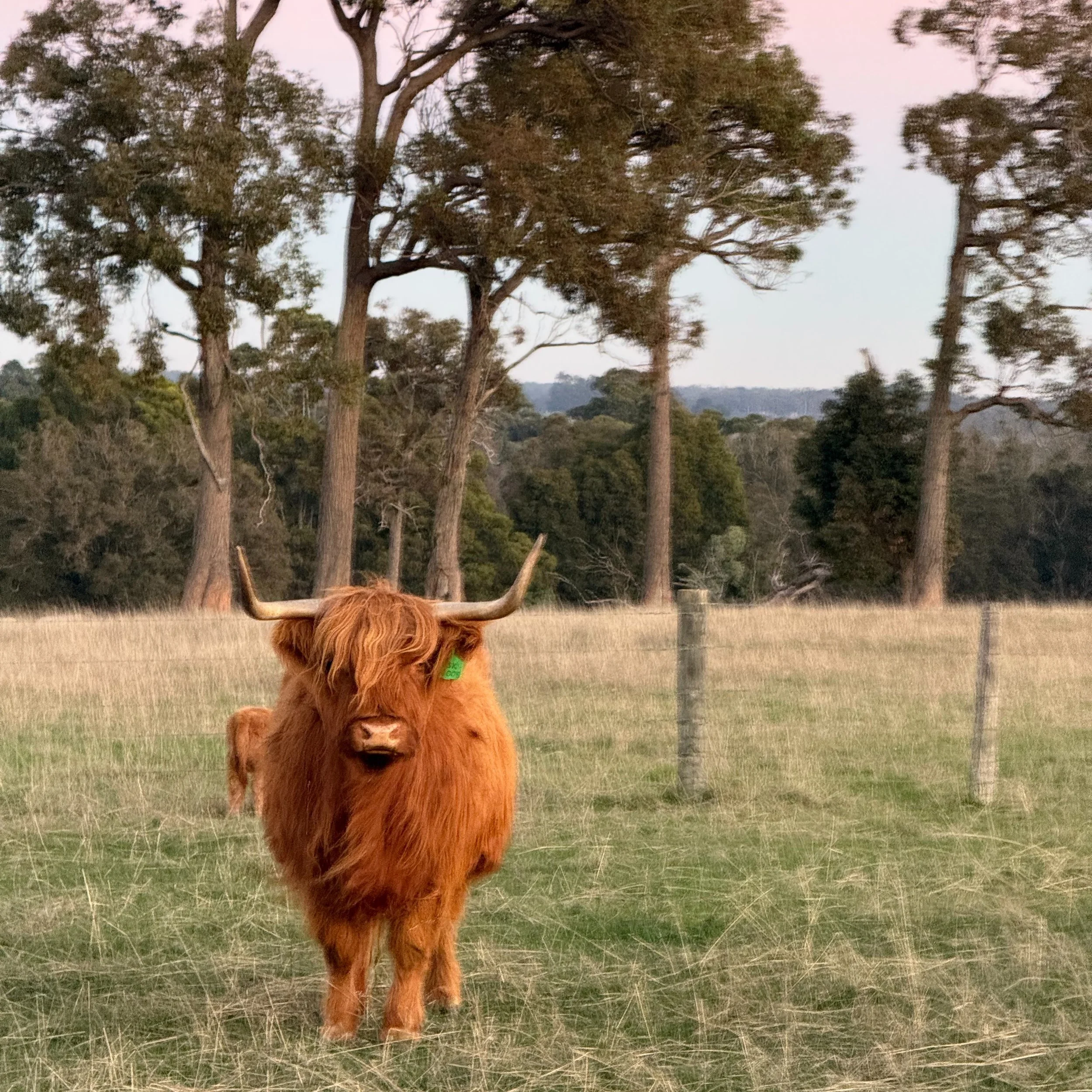 We are still waiting on Sallys baby... I keep saying its coming today.... everyday for the last week 😂 wishful thinking...but it should arrive in the next week... maybe

#highlandcow#highlandcattle#waiting#scotchwoodfarm#farmlife