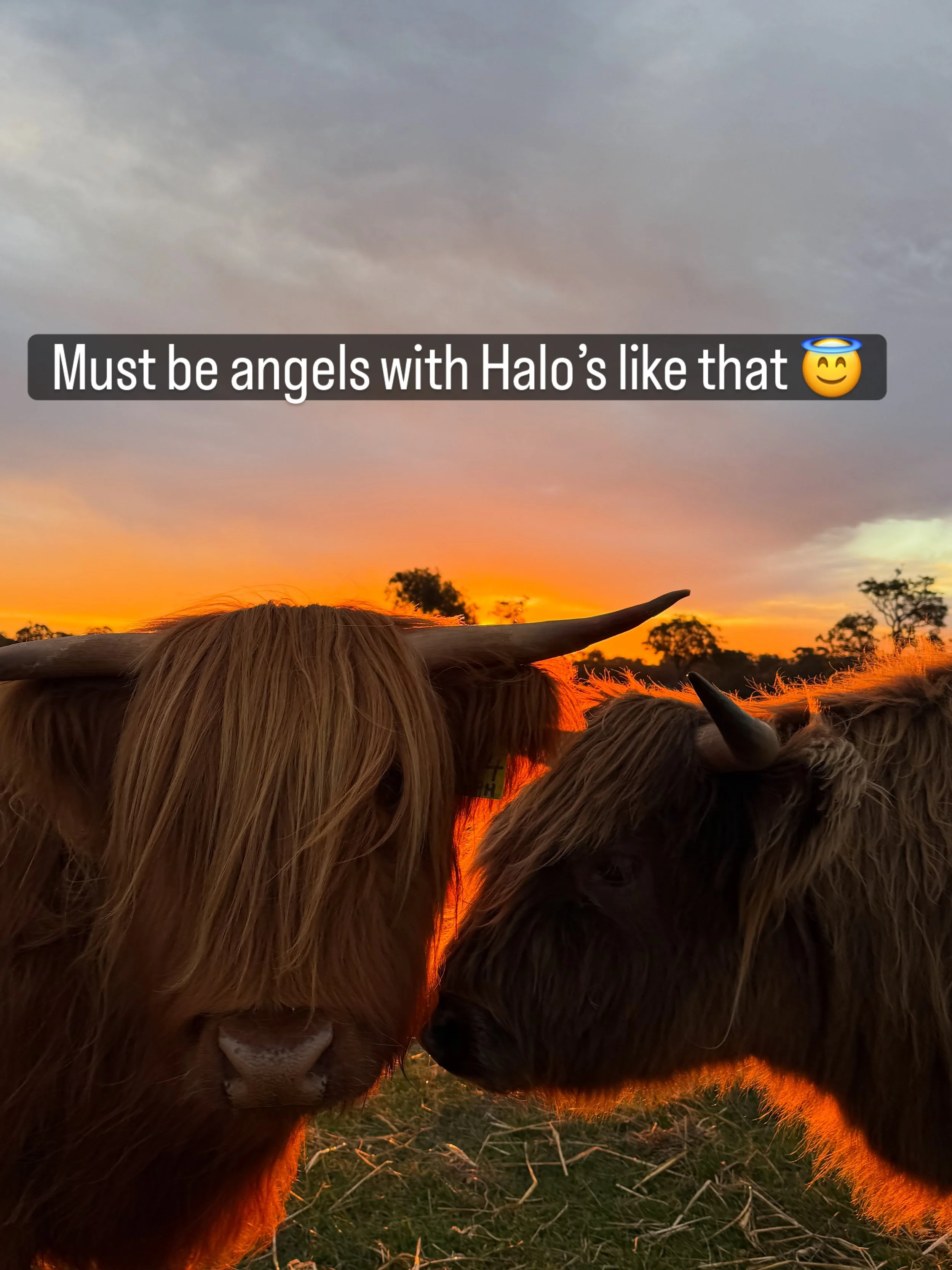 Besties, Dratsie and Ishbel 
Butter wouldn&rsquo;t melt in their mouths 🥰 

#highlandcow #highlandcattle #scotchwoodfarm #southwestwa #highlandcowexperience
