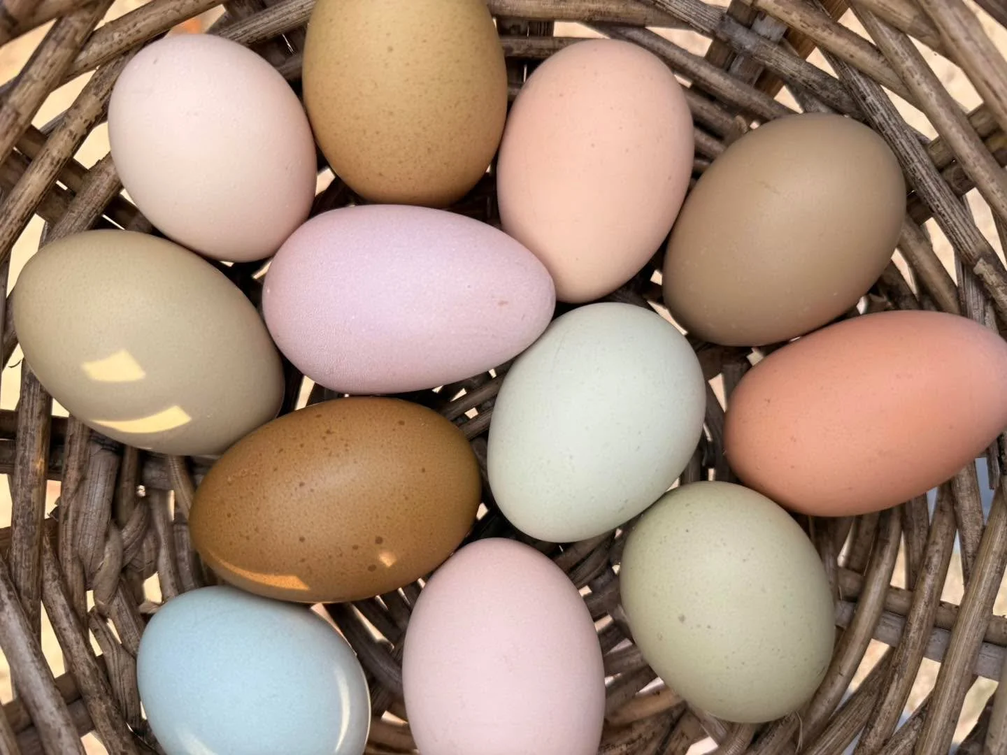 Our egg total today was 12 (actually 15 but the dogs got the yucky ones! 

How do we get fresh eggs over the winter months ? 

One of the best things you can do is avoid having all your hens the same age. Instead, add a few sexed chicks to your flock