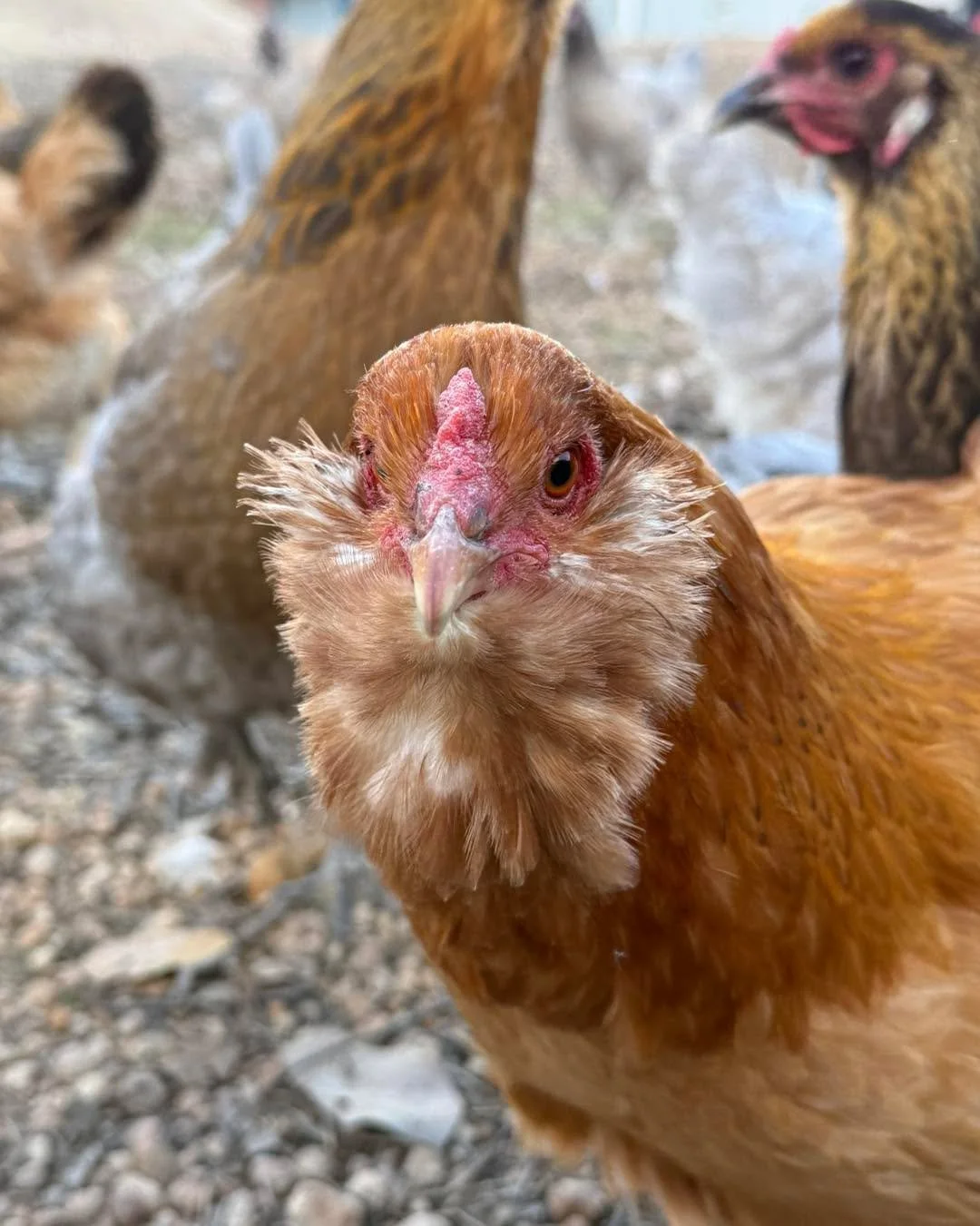 Anyone else have a camera roll that looks like mine? 

#scotchwoodfarm #henopause #rainboweggs #CrazyChickenLady #ChickenMama #BackyardChickens #ChickenLife #CrazyChickenPerson #PoultryLove #HenHouse #FarmLife #ChickenAddict #FeatheredFriends #Countr