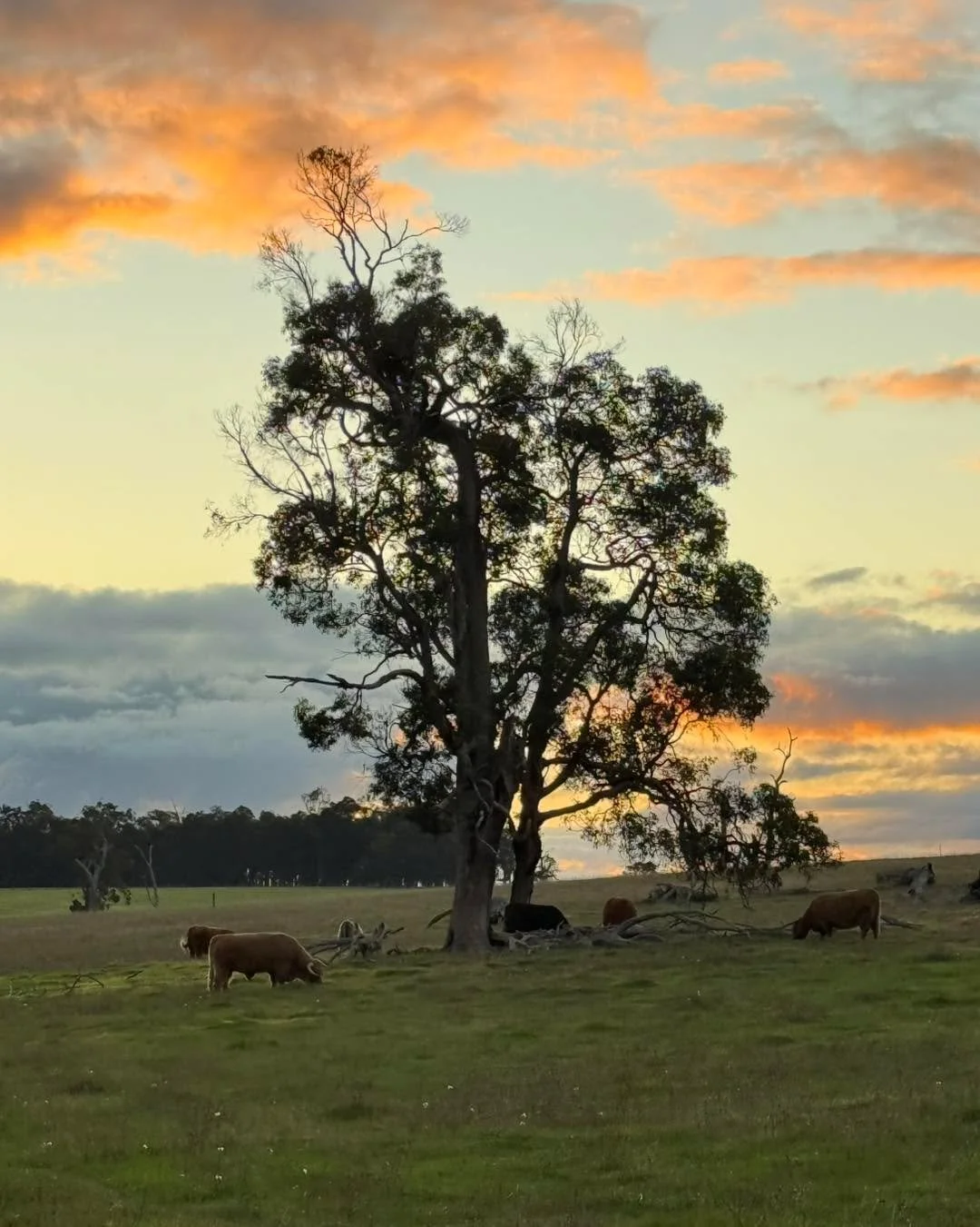 Beautiful skies over the farm late this afternoon, just after a small rain shower passing through 🌦️✨ The kind of evening that makes farm life feel extra special 🤍🐂

 #scotchwoodfarm #farmlife #countryliving #highlandcattle #farmskies #rainshowers