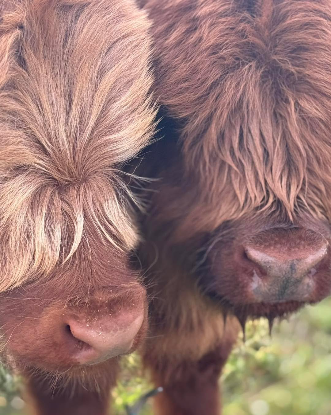 More than just a pretty face! That fluffy fringe Highland cattle have is called a dossan.

It helps protect their eyes from harsh weather, keeps pesky flies away, and even helps shield them from the sun. Add in their cool wet nose helping with temper