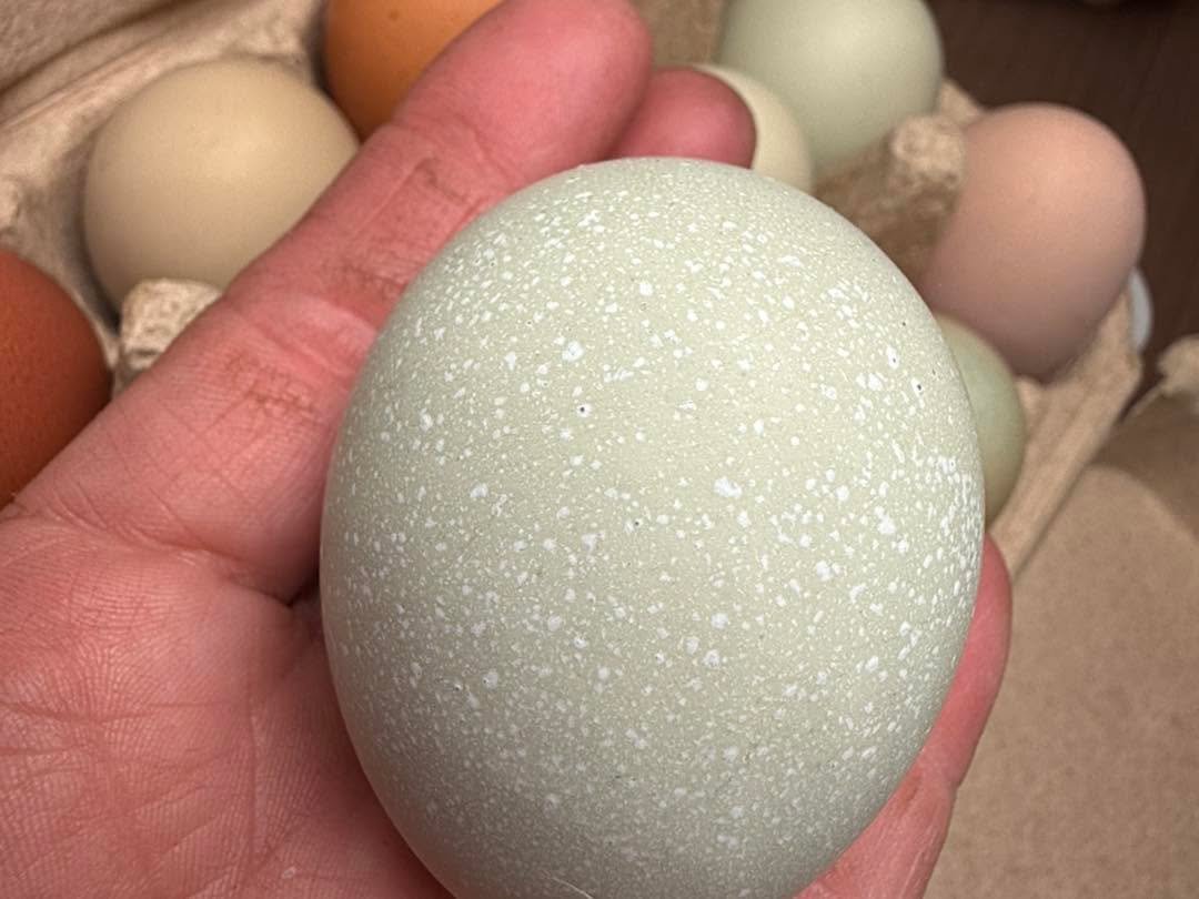 Loving the beautiful mix of egg colours, speckles and textures my pullets are gifting me right now 🥚🤎 Nature really is the best artist.

#backyardchickens #rainboweggs #scotchwoodfarm #pullets #freshlaid #speckledeggs 
#countrylife #farmlife #pastu