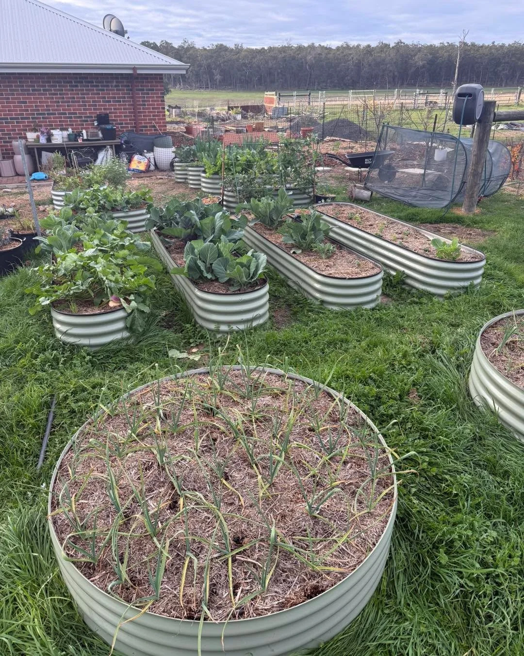 I love wandering through the vege garden to see what&rsquo;s thriving 🌱 The brassicas are finally starting to form up&hellip; and judging by the looks of things, we&rsquo;re about to have far more cabbage than one family could ever reasonably eat 😂
