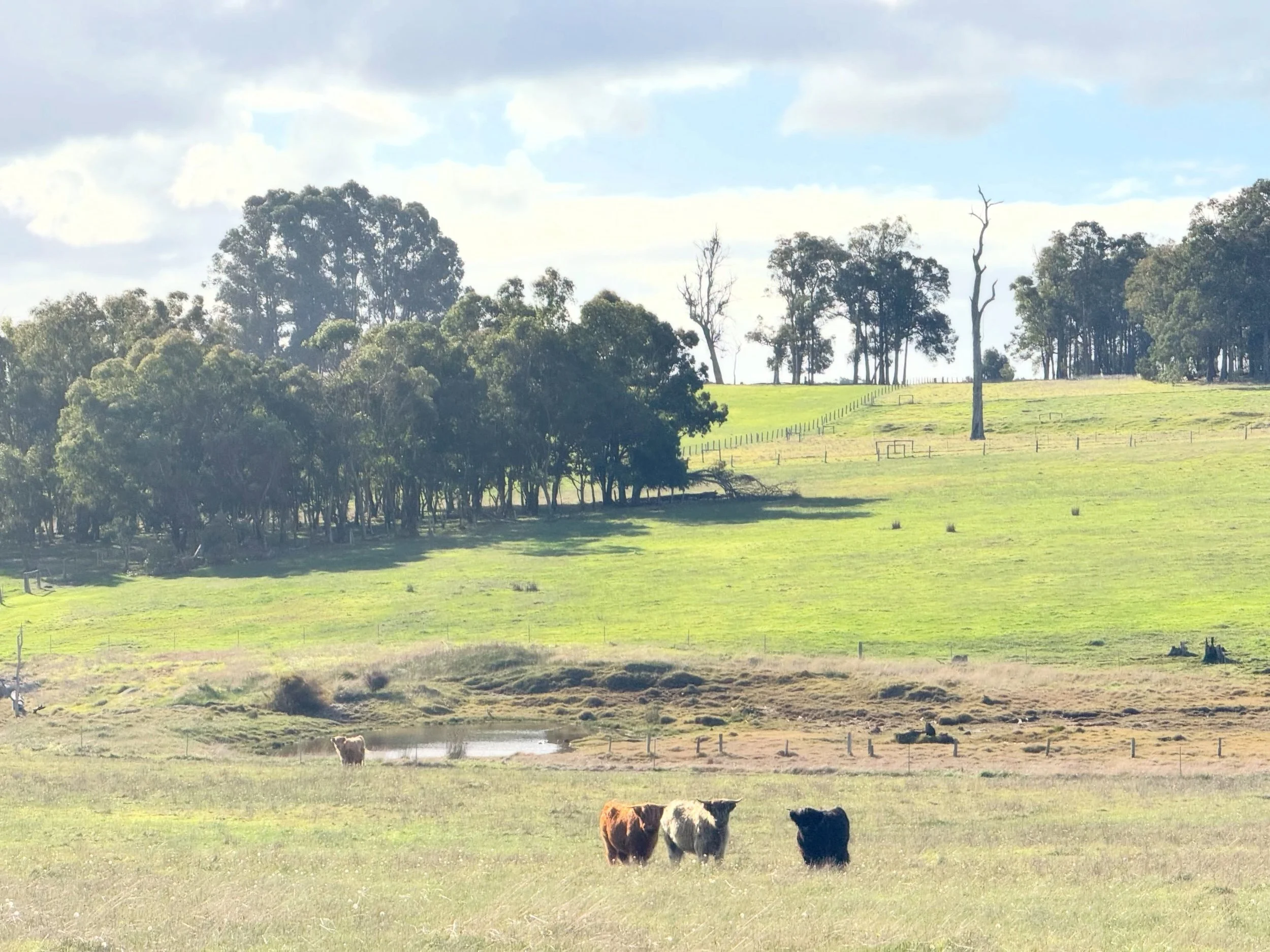 Another afternoon well spent ❤️ 

#scotchwoodfarm #highlandcattle #highlandcow #australiassouthwest #southwestwa