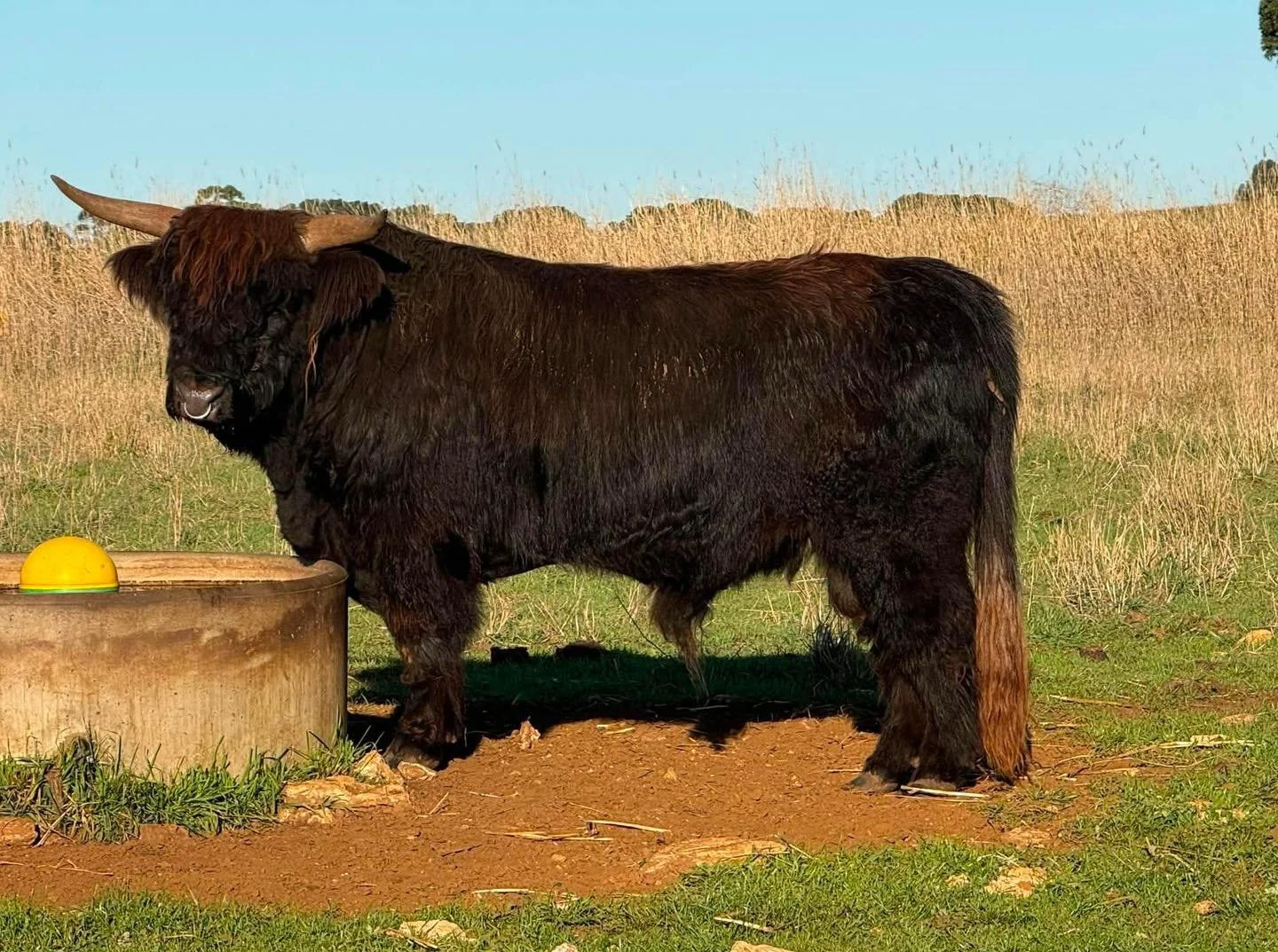 Tonight we welcomed Domnhall Murchadh Arrow of MacAnLeister (ET) 10646, better known as Duck, to Scotchwood Farm.

Duck is one of the first calves born in Australia to Murchadh Dubh of Mottistone, from the highly regarded Mottistone Highlands fold, w
