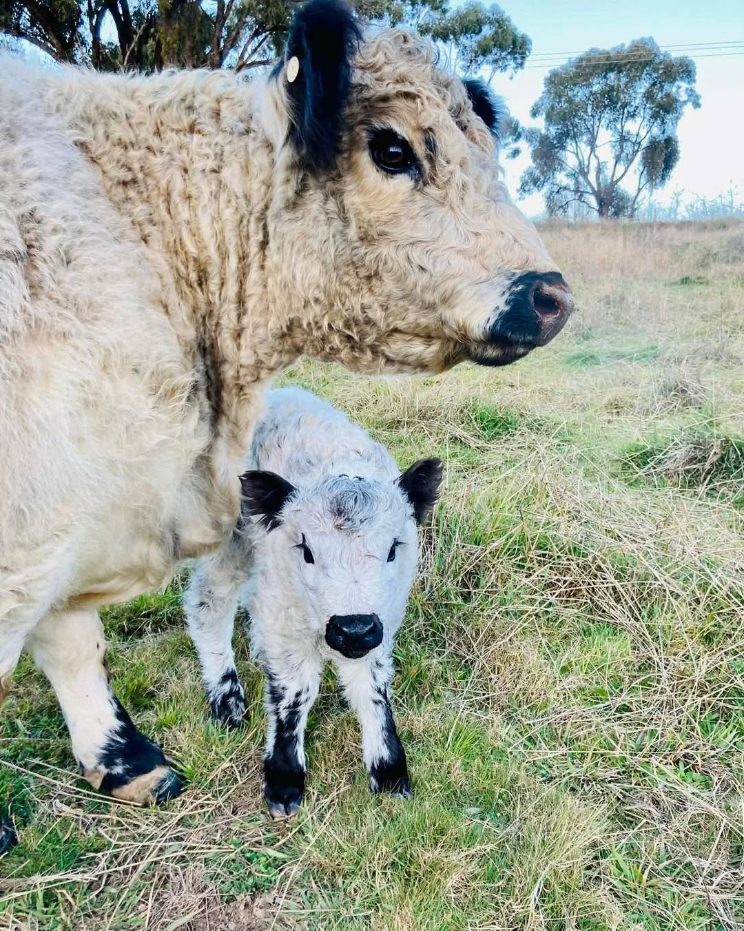 Something a little different&hellip; tonight we welcomed two Miniature Galloways to Scotchwood Farm!

Meet Sparkle and Twinkle. Aren&rsquo;t they just gorgeous? 🖤✨

A huge thank you to Jenna Springside Highlands for entrusting these beautiful girls 