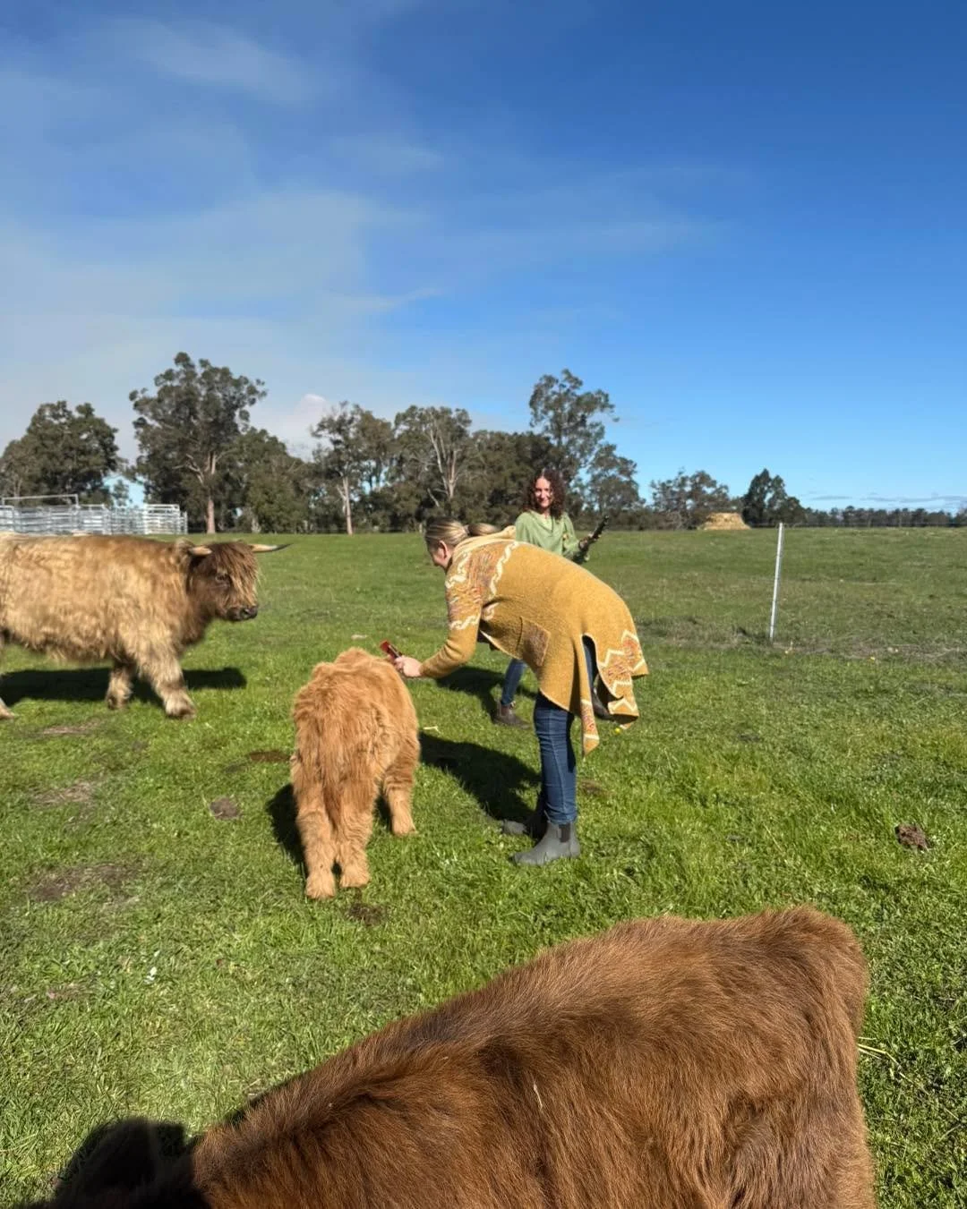 We had a lovely day showing our new friends the farm, and of course, all the Highlands HAD to be part of the welcome party 🥳🐮

#scotchwoodfarm  #HighlandCattle #australiassouthwest  #highlandexperience #ScenicWA #FarmTour #SmallFarm #highlandcow #s