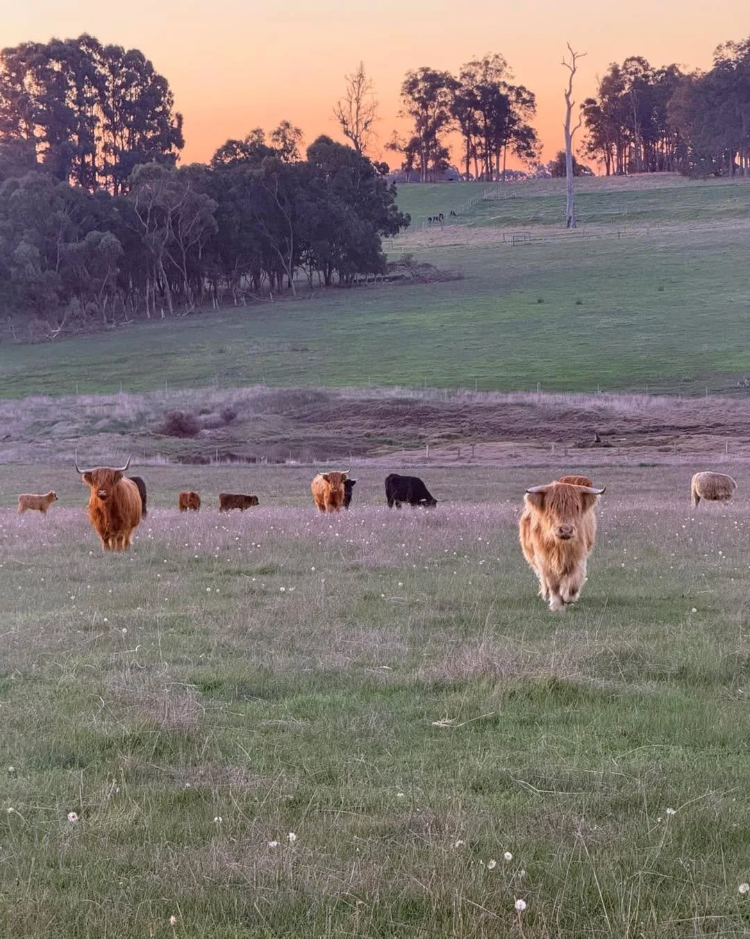 Beautiful evening in Benjinup 

#scotchwoodfarm #southwestwa #australiassouthwest  #benjinup #highlandcattle