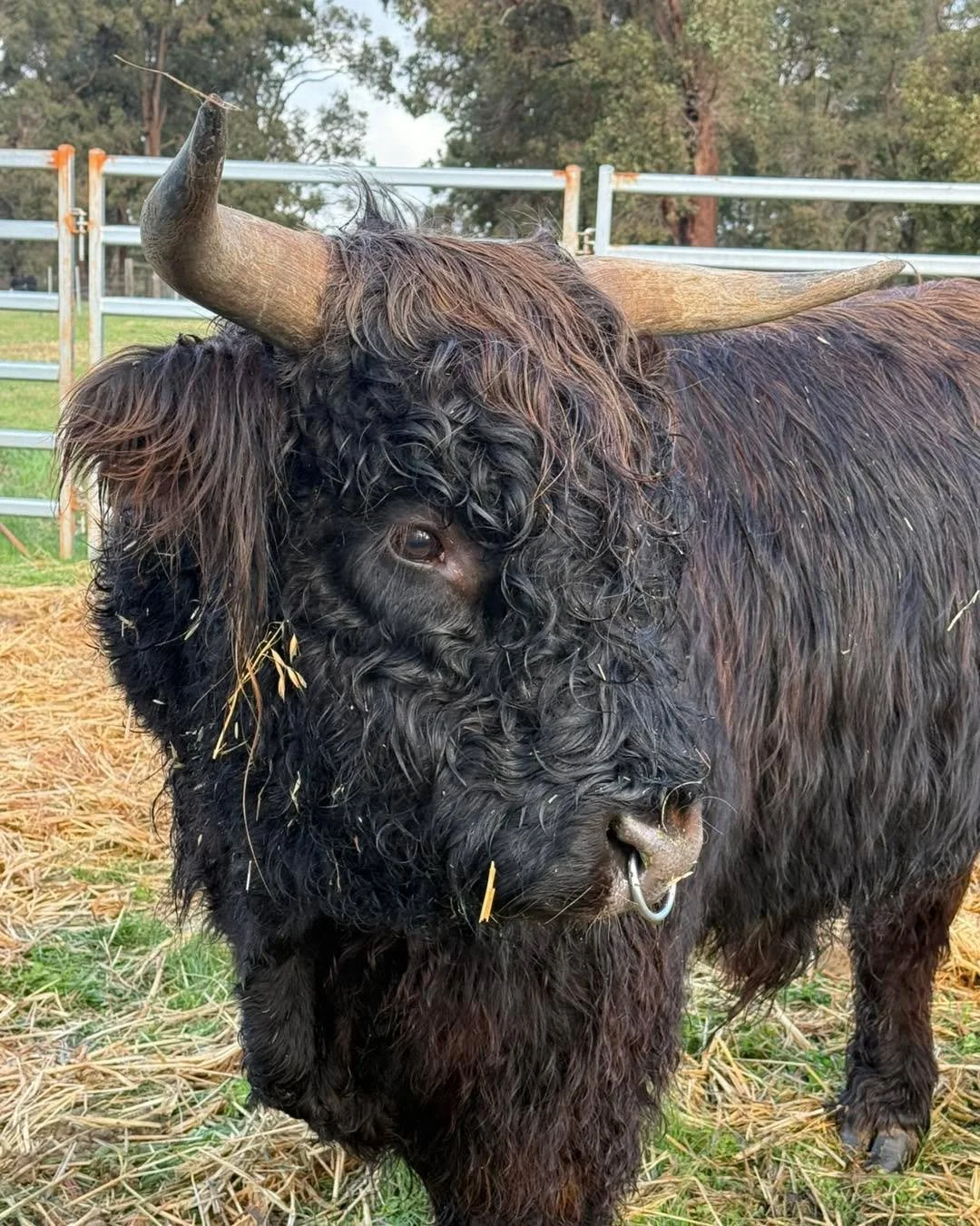 Wet and rainy days are best spent inside with the fire roaring&hellip; but who can resist popping down to check on the coos and a very wet Duck? 🐂❤️

Sally looks more like a beach ball these days! 🤭🥰

#ScotchwoodFarm #highlandcattle  #highlandcow 