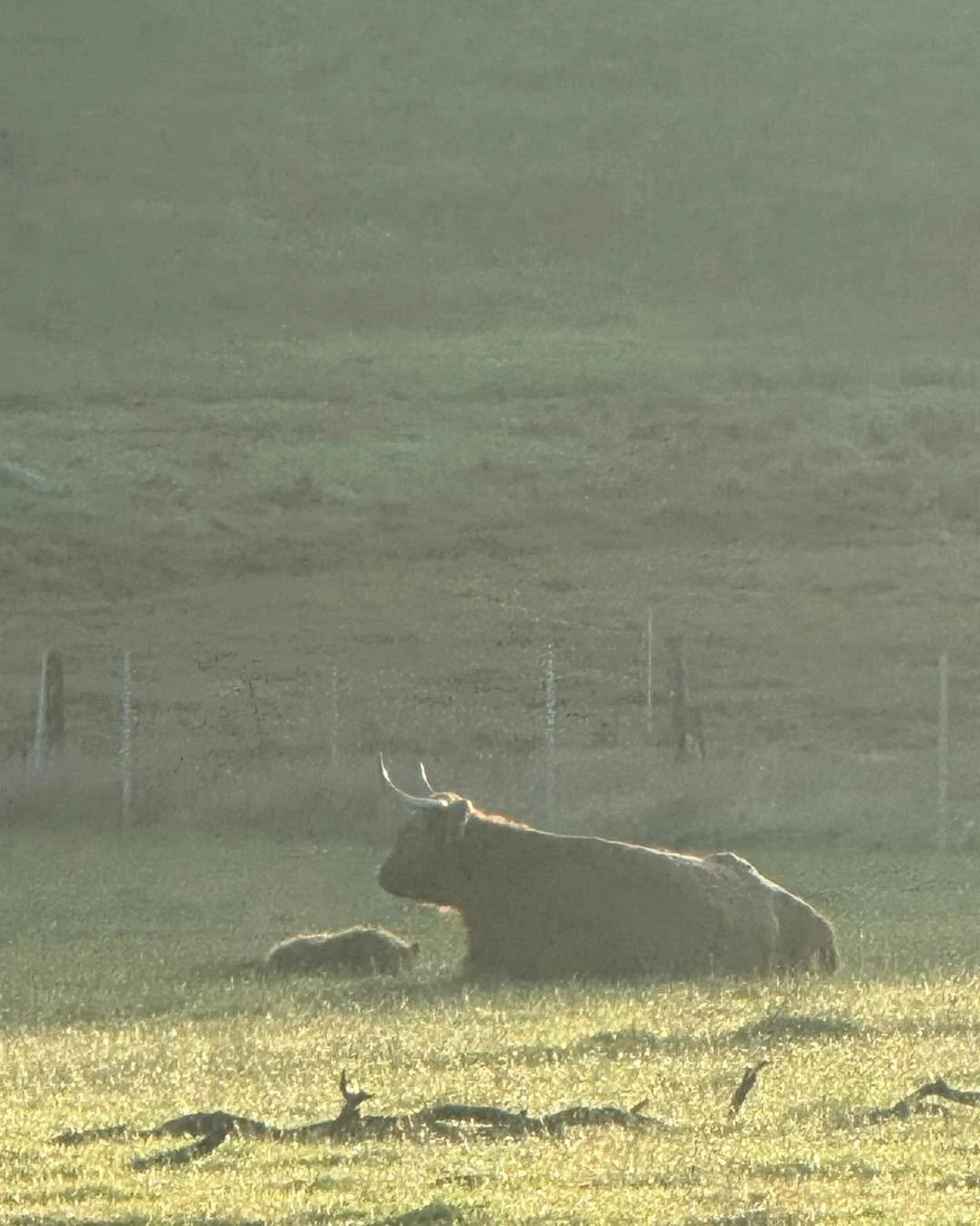 I spy with my little eye, something beginning with C&hellip; calf! 🐮✨

Break out the champagne, the drought has finally broken! Rhuadh Sally of Seacrest, has delivered a perfect little bundle of fluff, and we couldn&rsquo;t be happier.

Now comes th