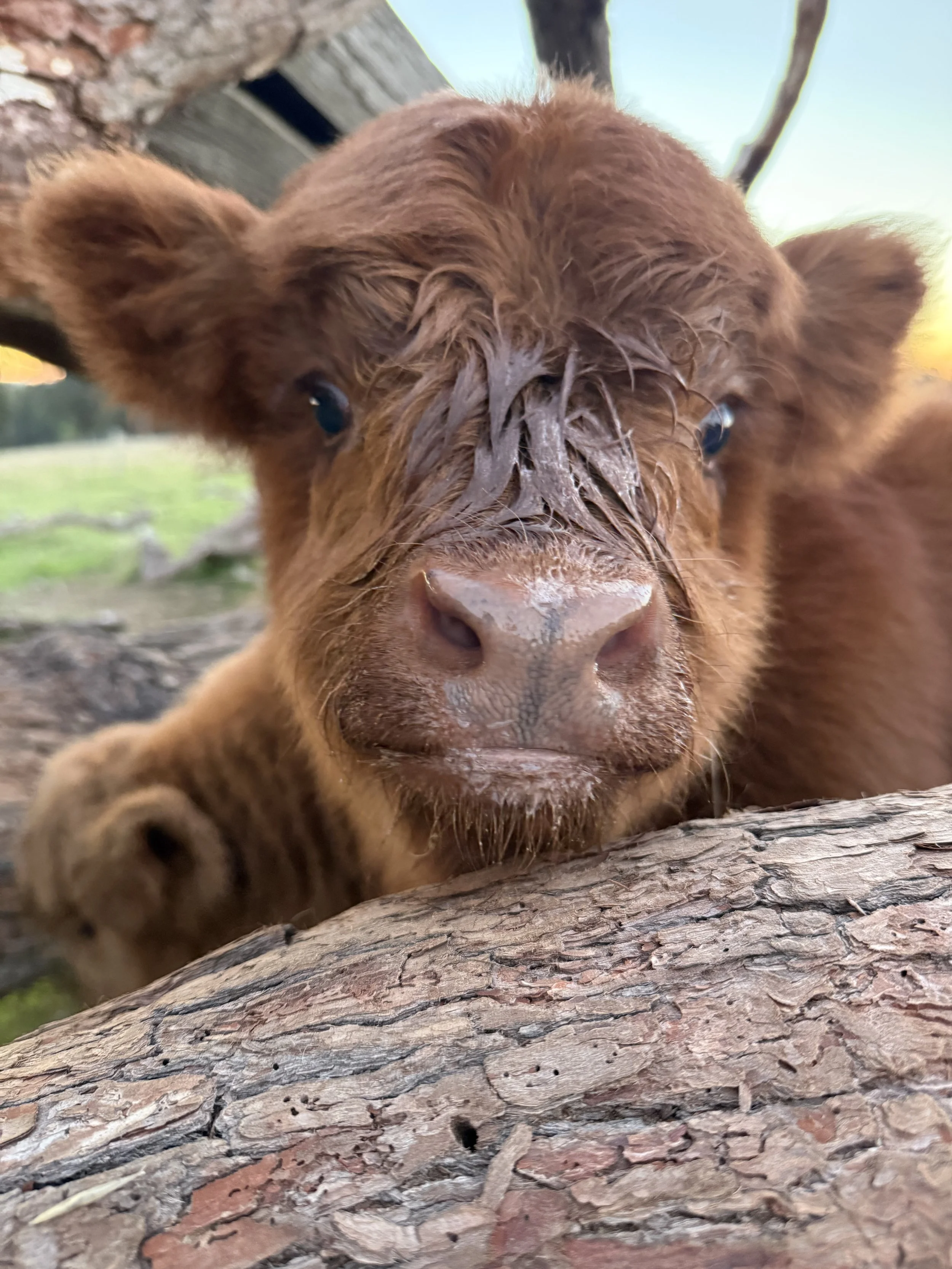 Highland bull calf with milk all over his face after dinner 