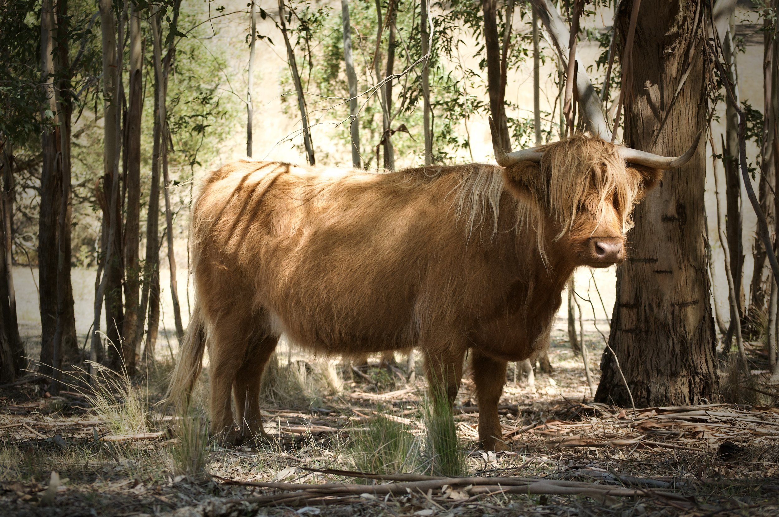 Highland cow with long hair and large horns standing in a wooded area.