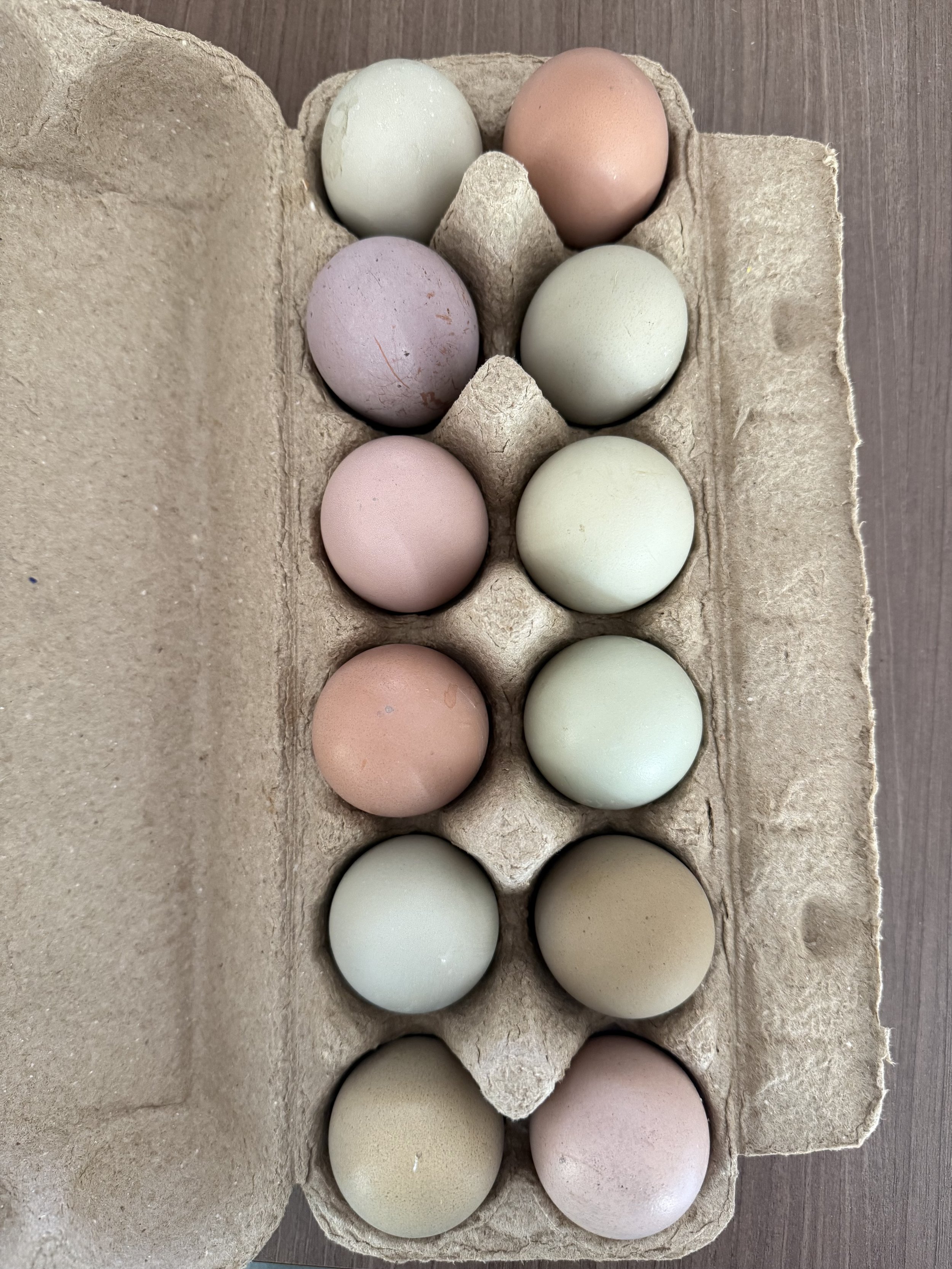 Pastel Mix Fertilised Eggs