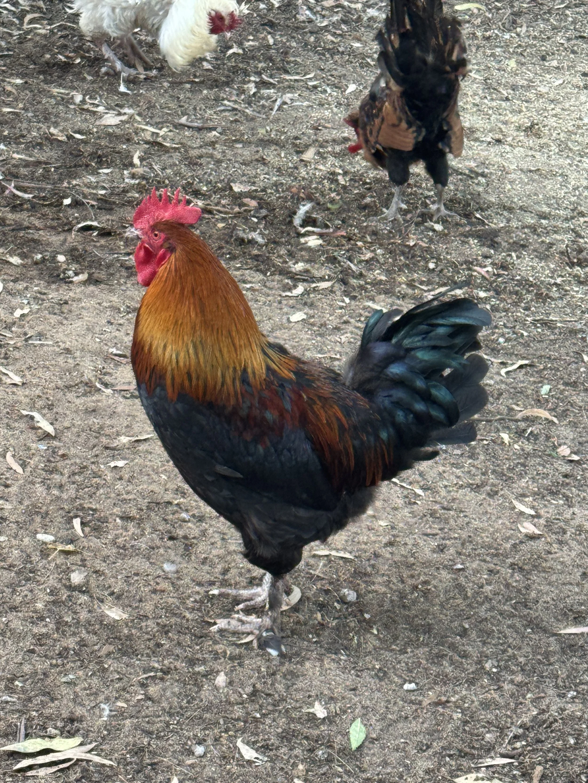 Black Copper Maran Fertilised Eggs