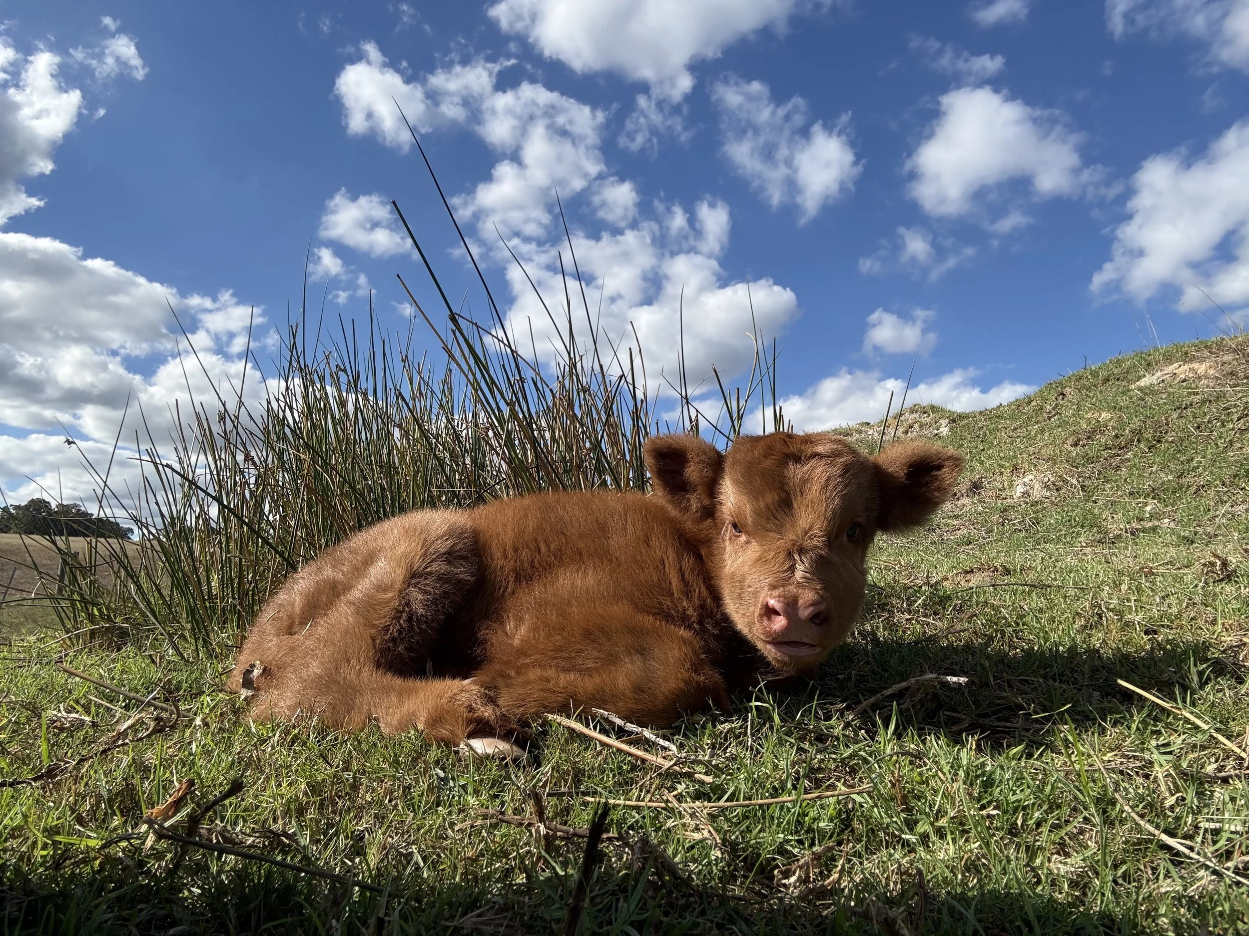 A 4 day old red heifer calf hiding in the brush while mum is of eating