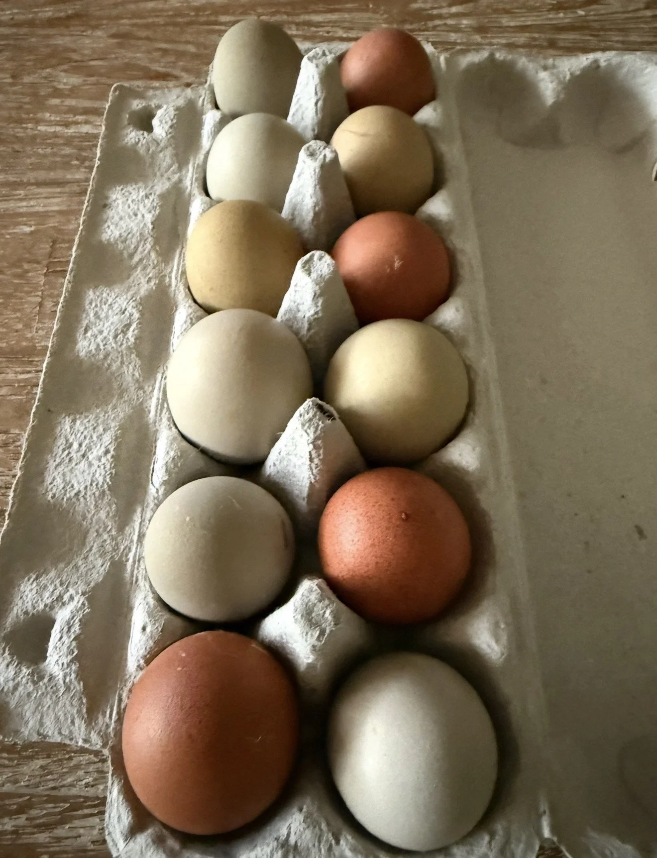Dark & Moody Mix Fertilised Eggs
