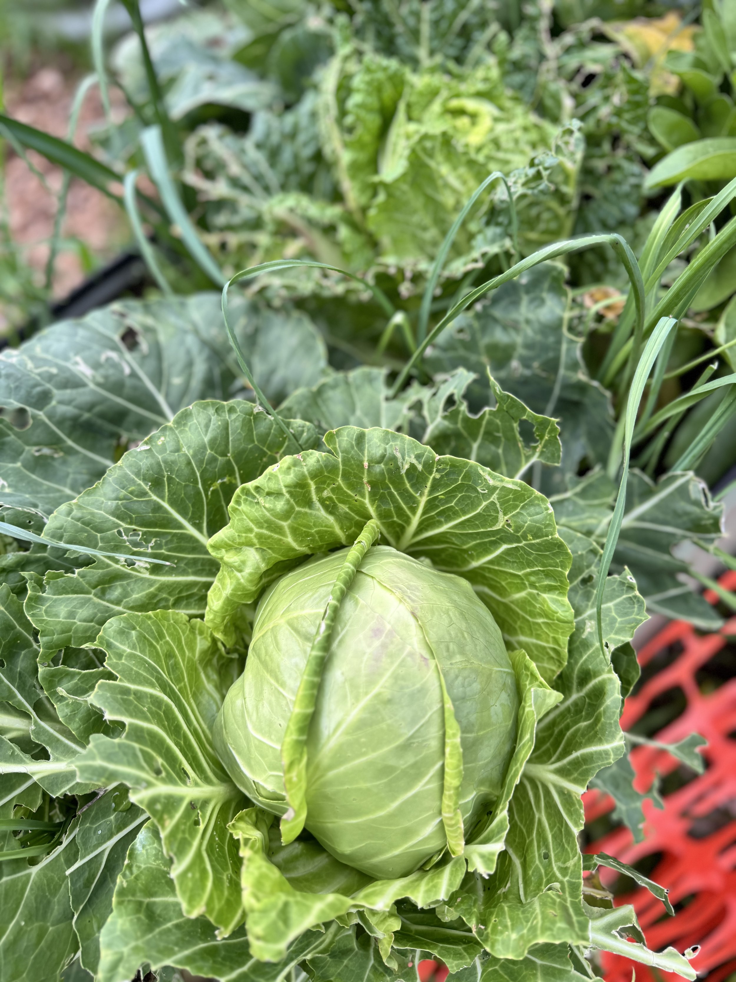 Fresh green cabbage growing in a garden with surrounding leaves.