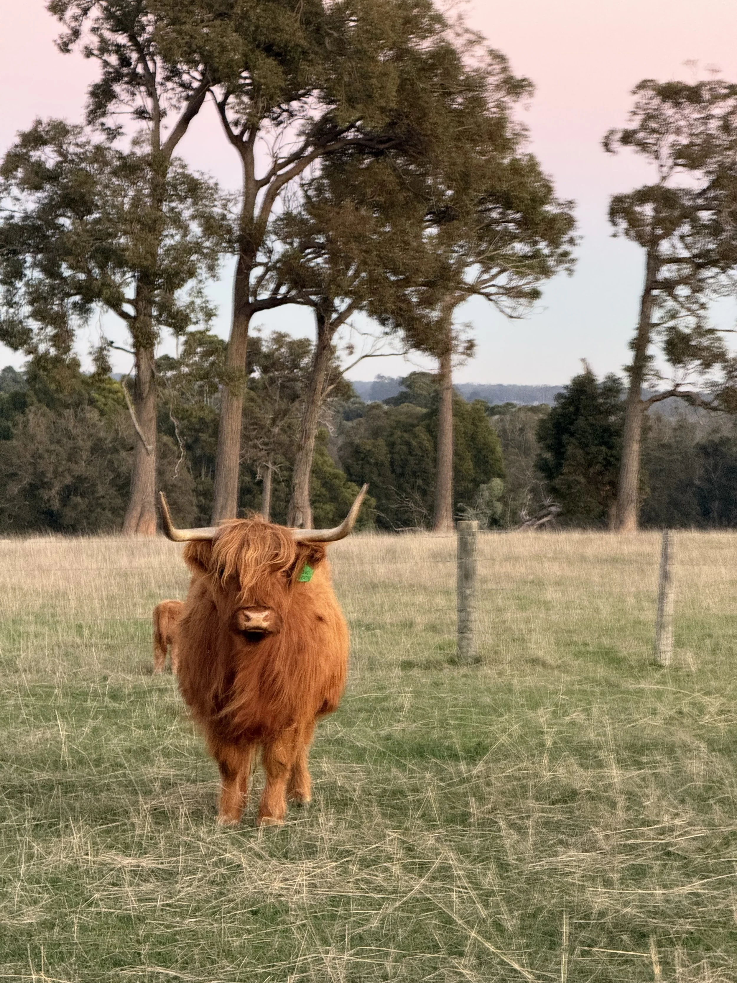 Pregnant Highland cow standing in the paddock at sunset