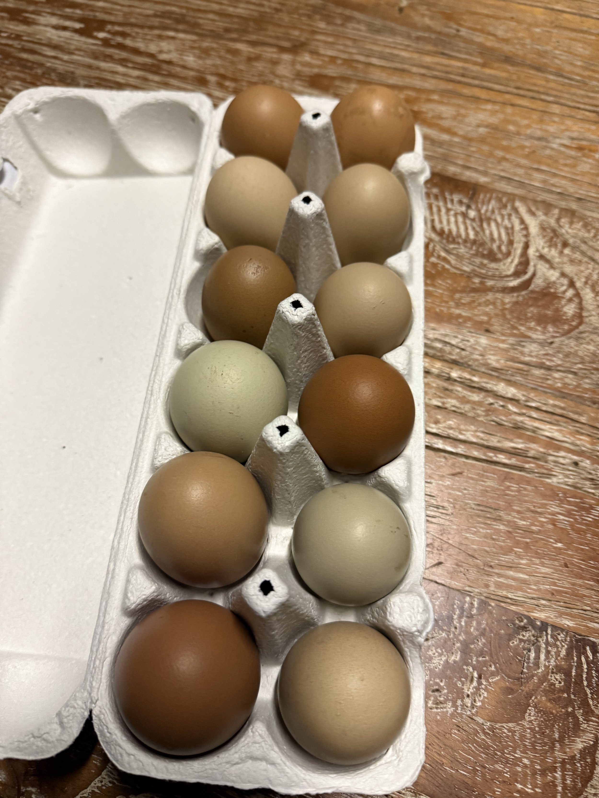 Olive Egger Fertilised Eggs