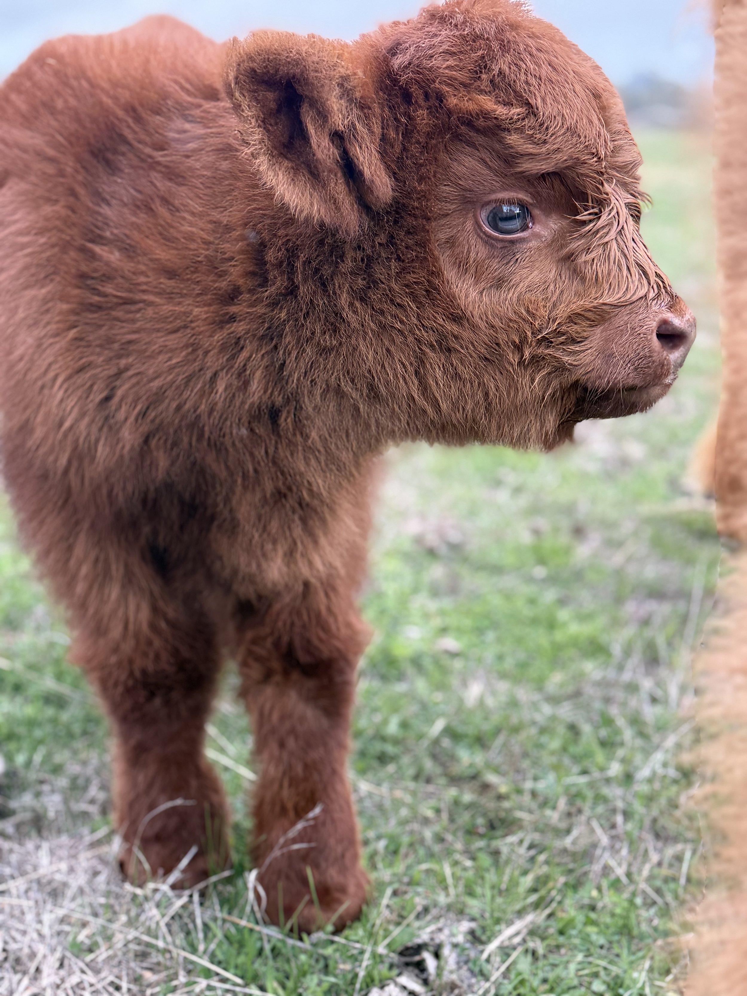 close up of a red highland bull calf at 2 weeks of age in the paddock 